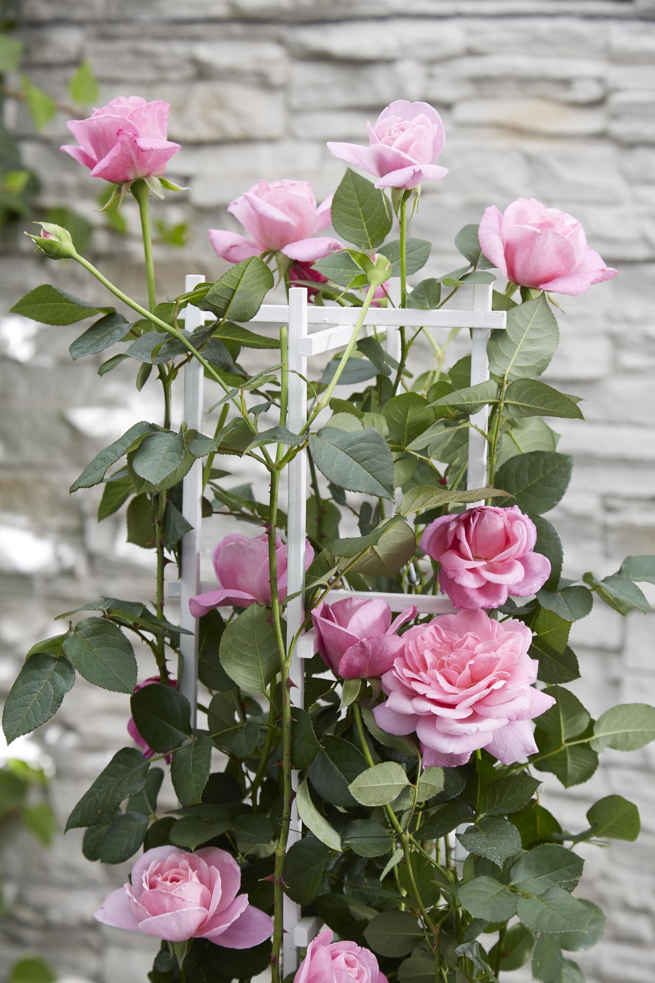 Rosa Crazy in love &