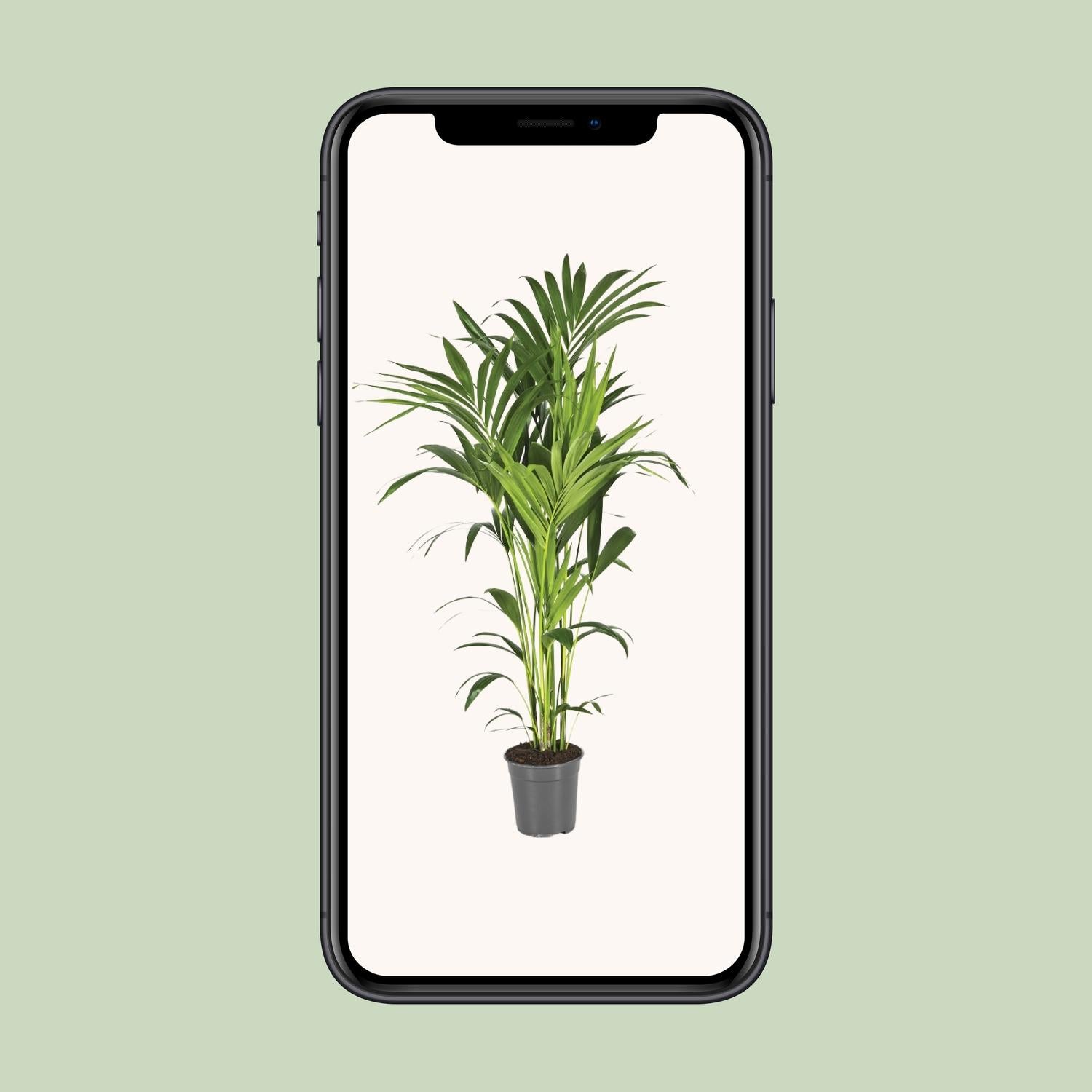 Howea Forsteriana - Ø21cm - ↕130cm