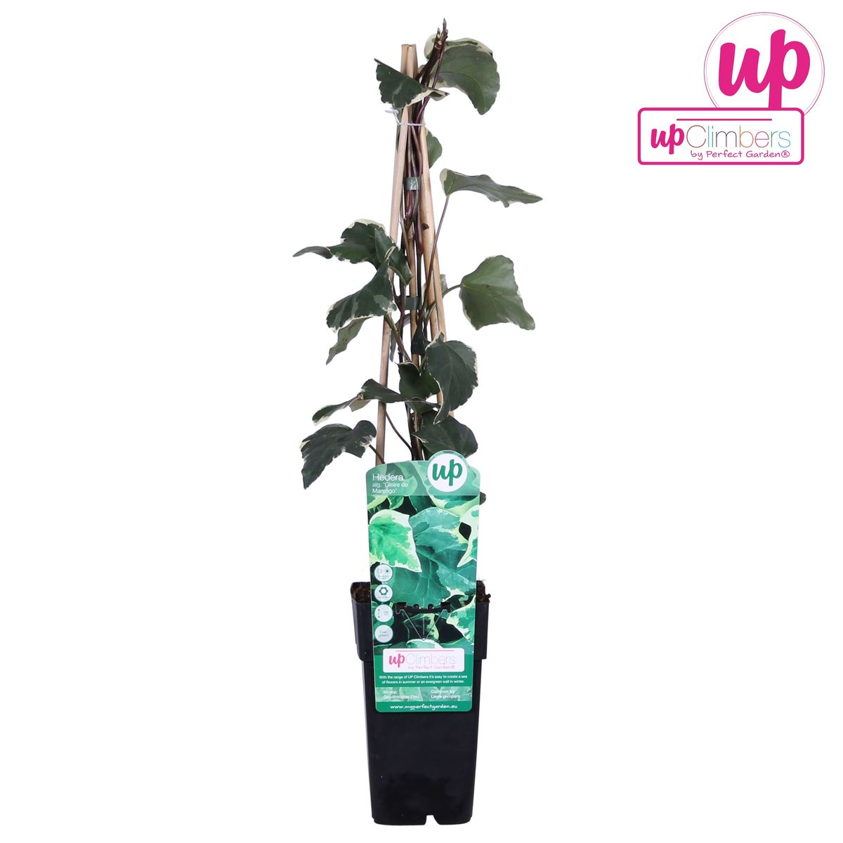 Gelbbunter Efeu - Hedera algeriensis &