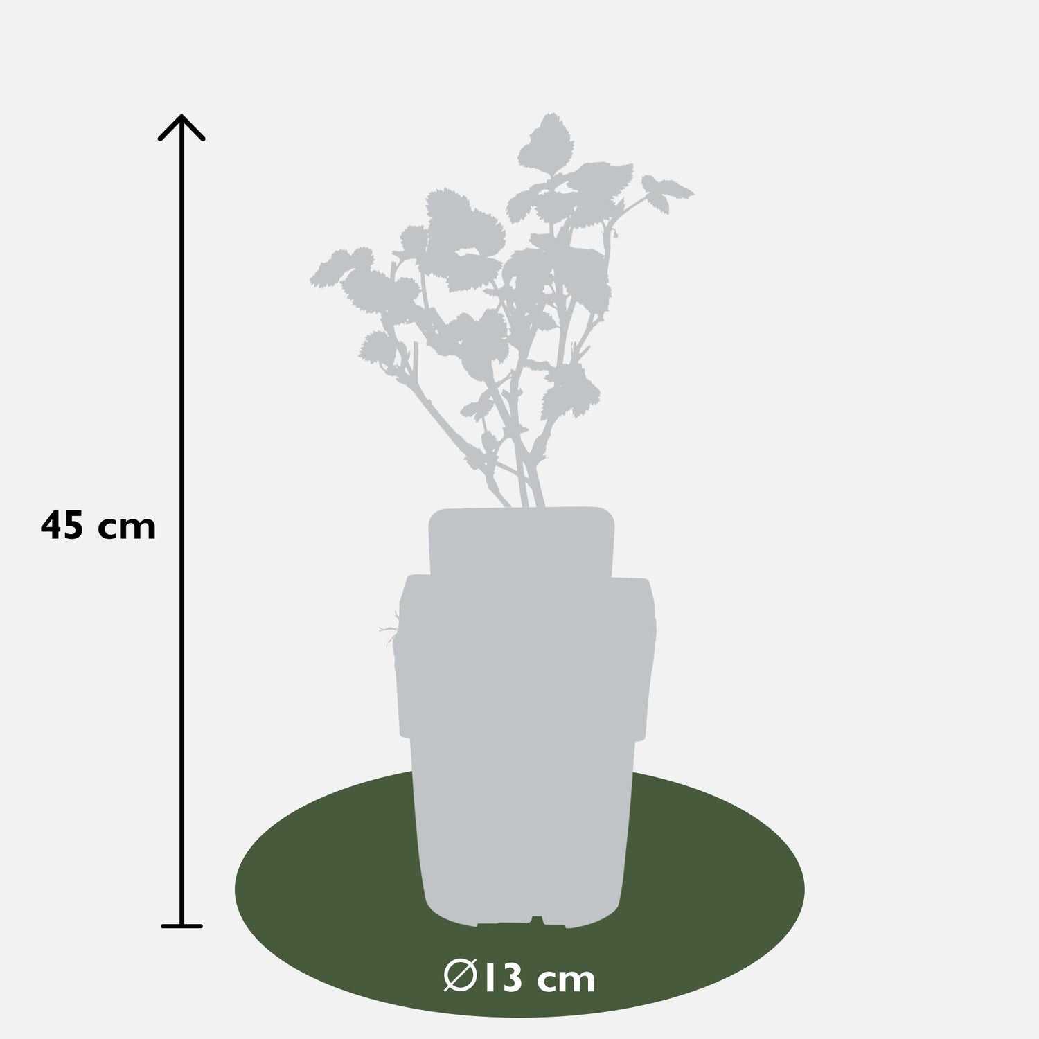 Dornenlose Brombeere - Rubus fruticosus &