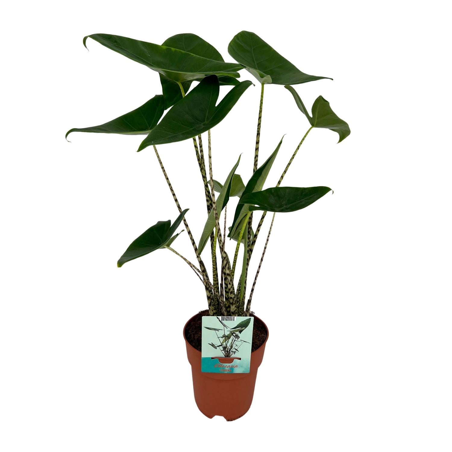 Alocasia Zebrina - Elefantenohr - Ø19cm - ↕75cm
