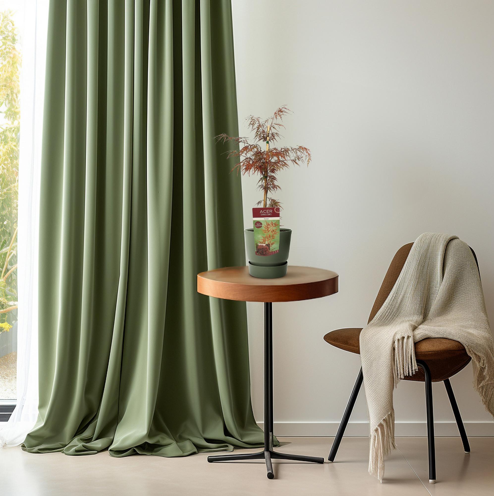Acer palm. &