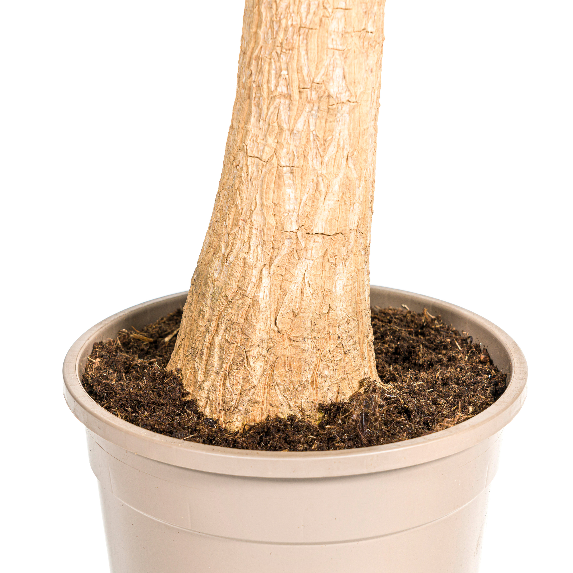 Elefantenfuß XL mit Korb - Beaucarnea Recurvata - Ø24cm - ↕80 - 100cm