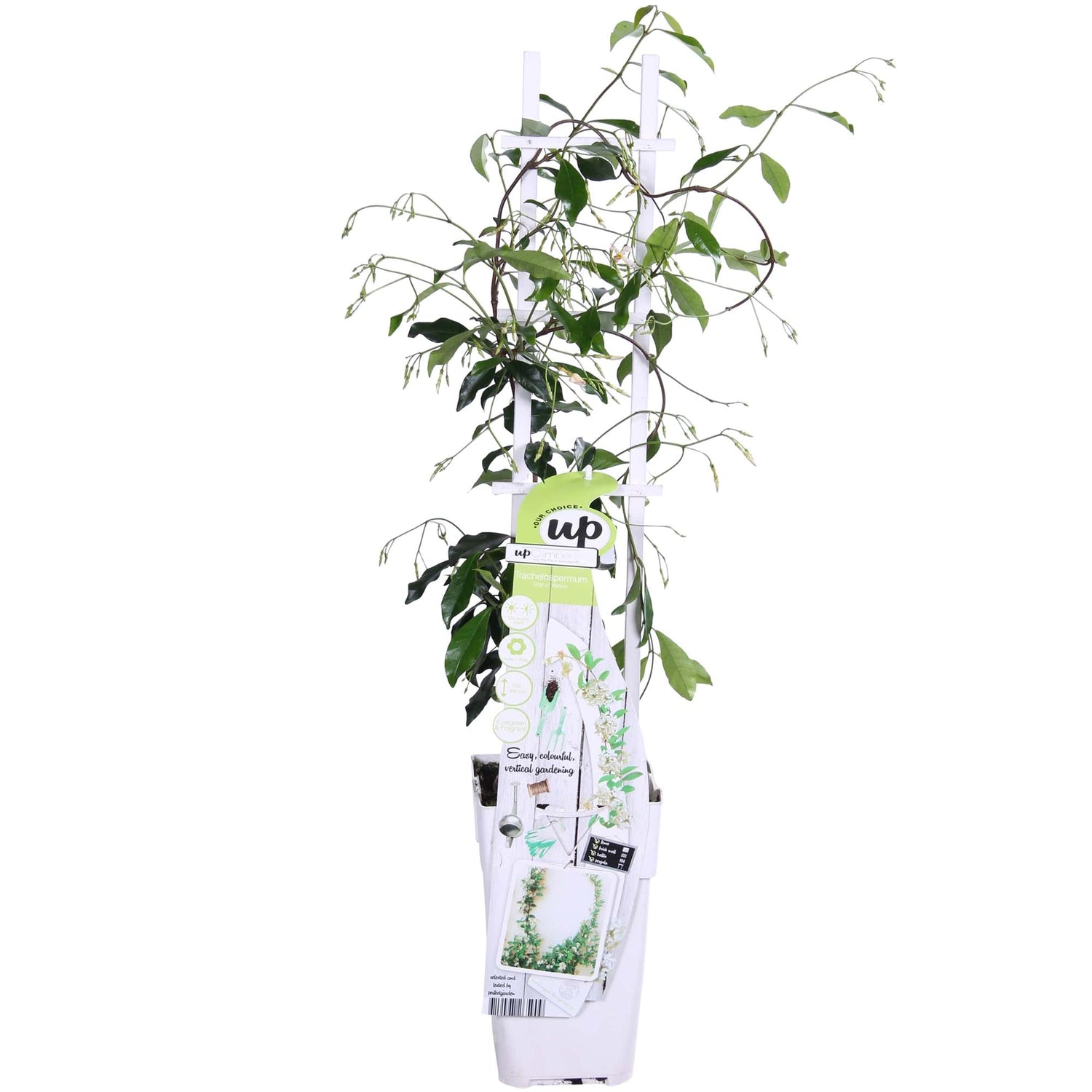 Toskanischer Jasmin Weiß - Trachelospermum &