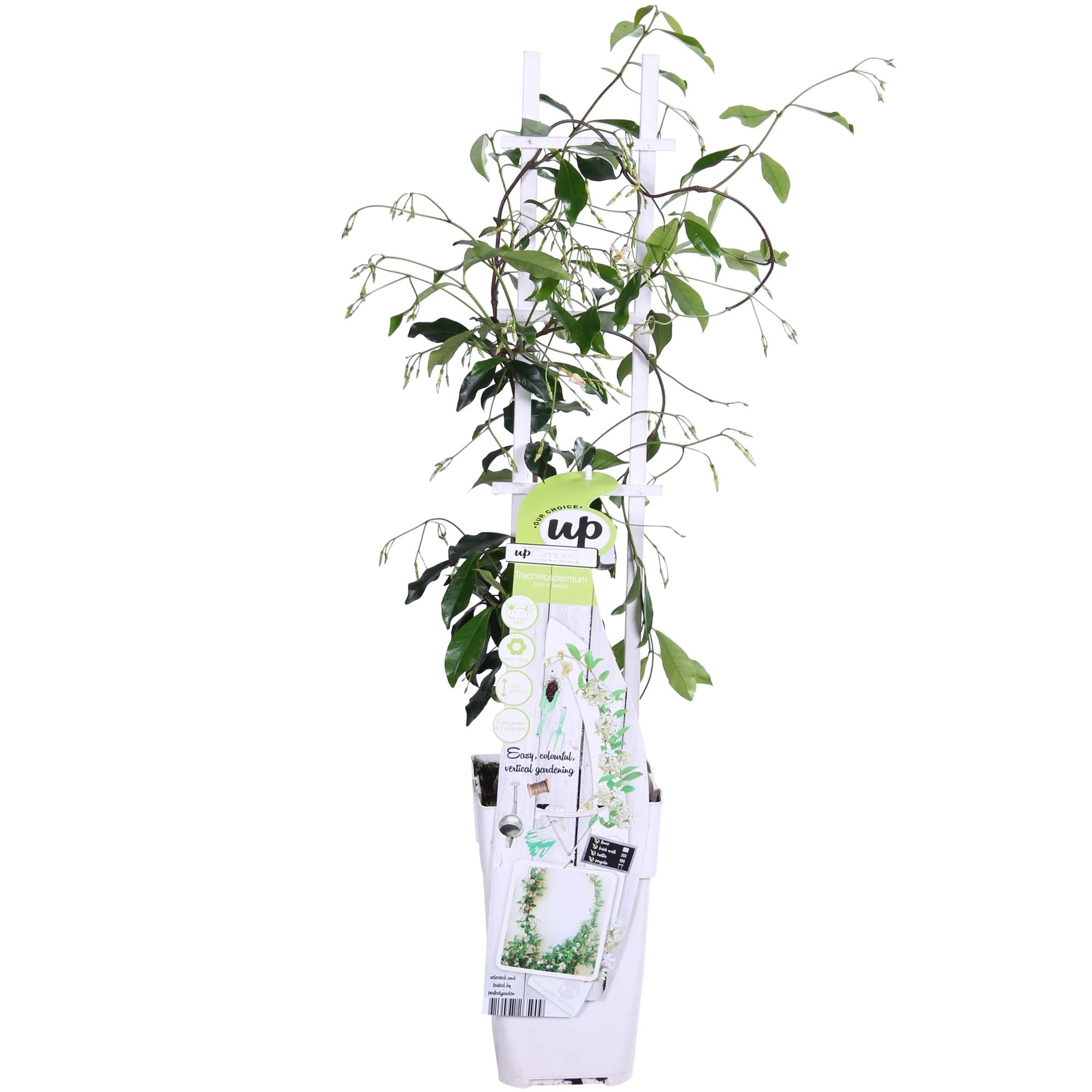 Toskanischer Jasmin Weiß - Trachelospermum &