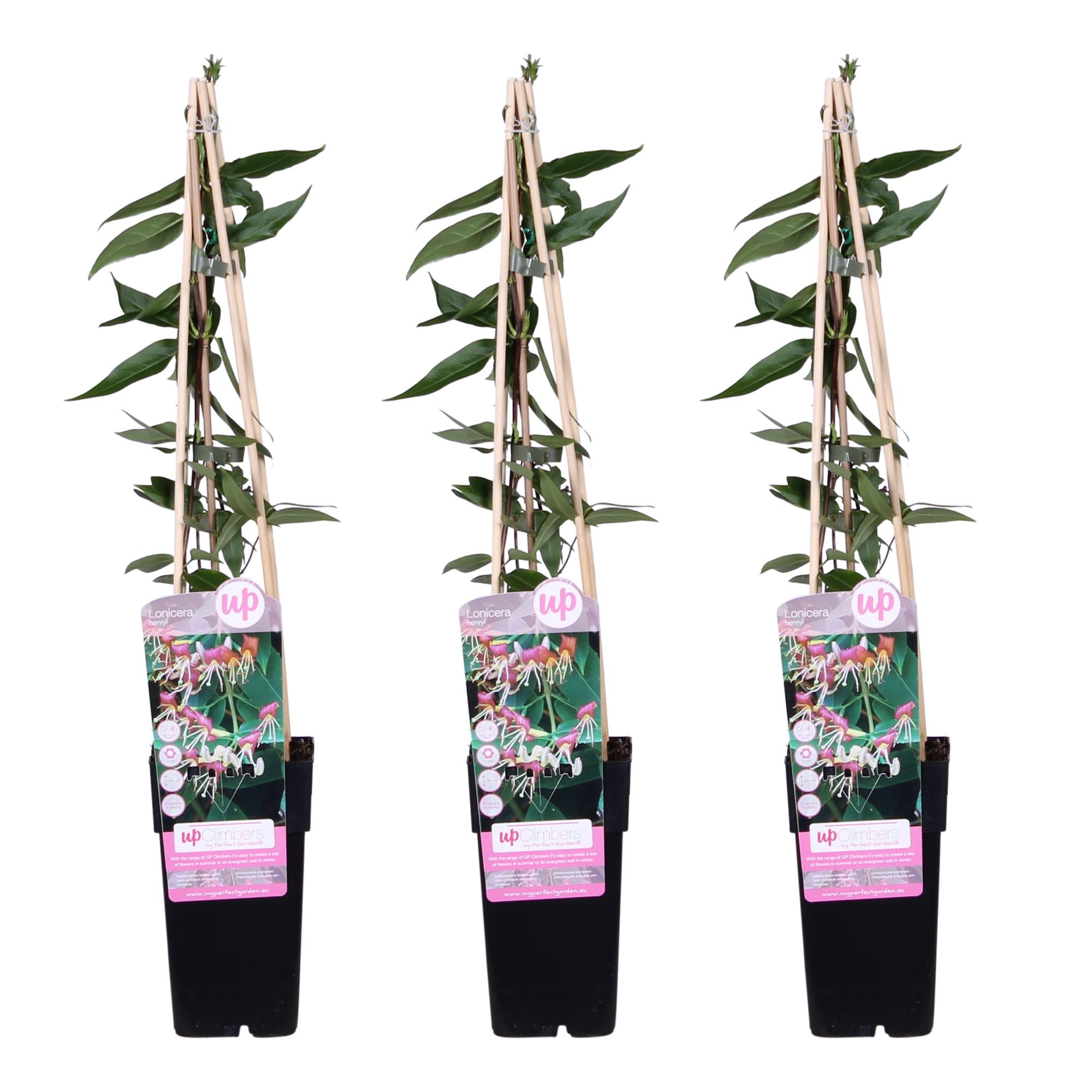 Lonicera henryi - 3er Set - ↨65cm - Ø15