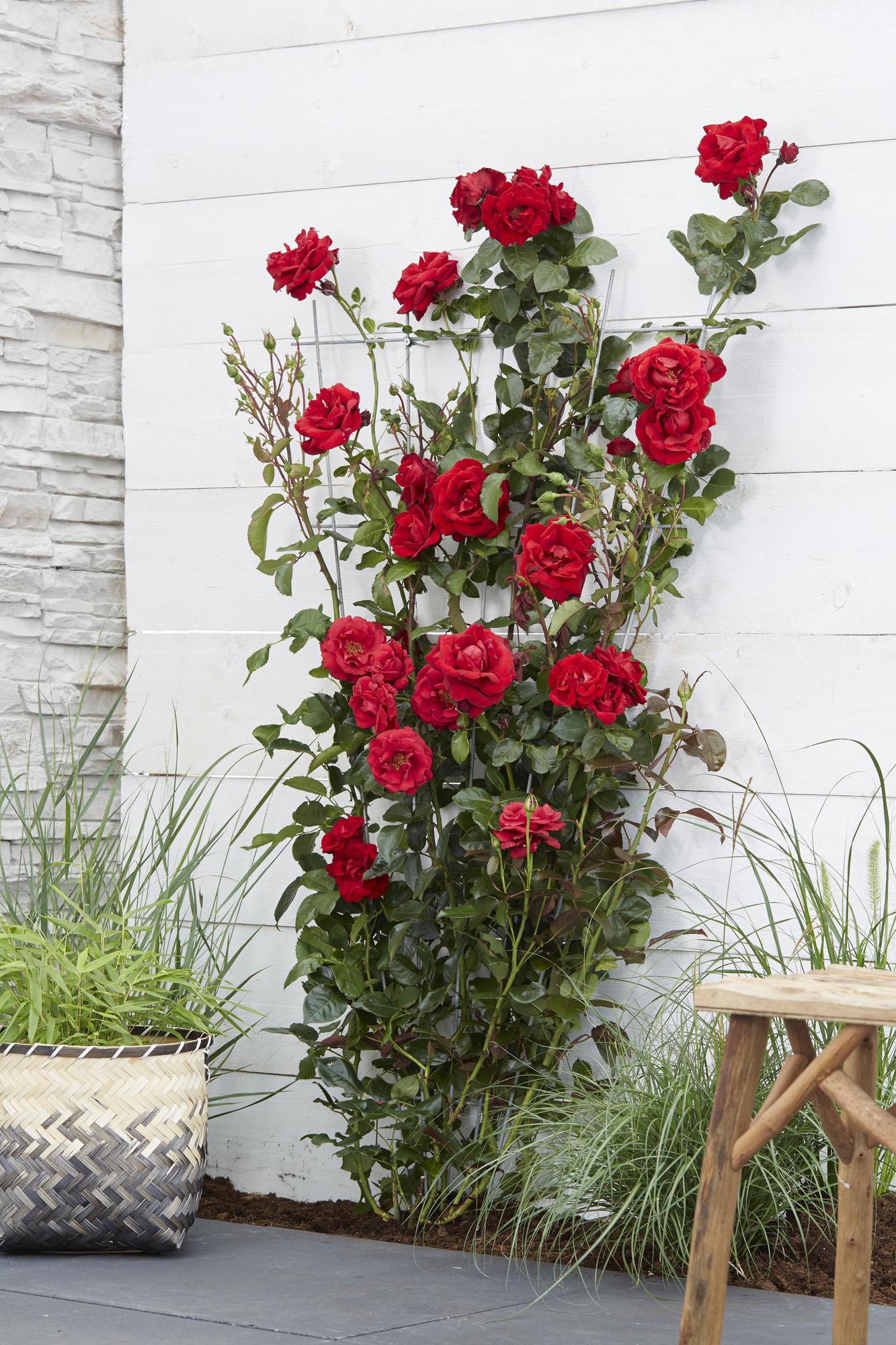 Rosa Crazy in love &