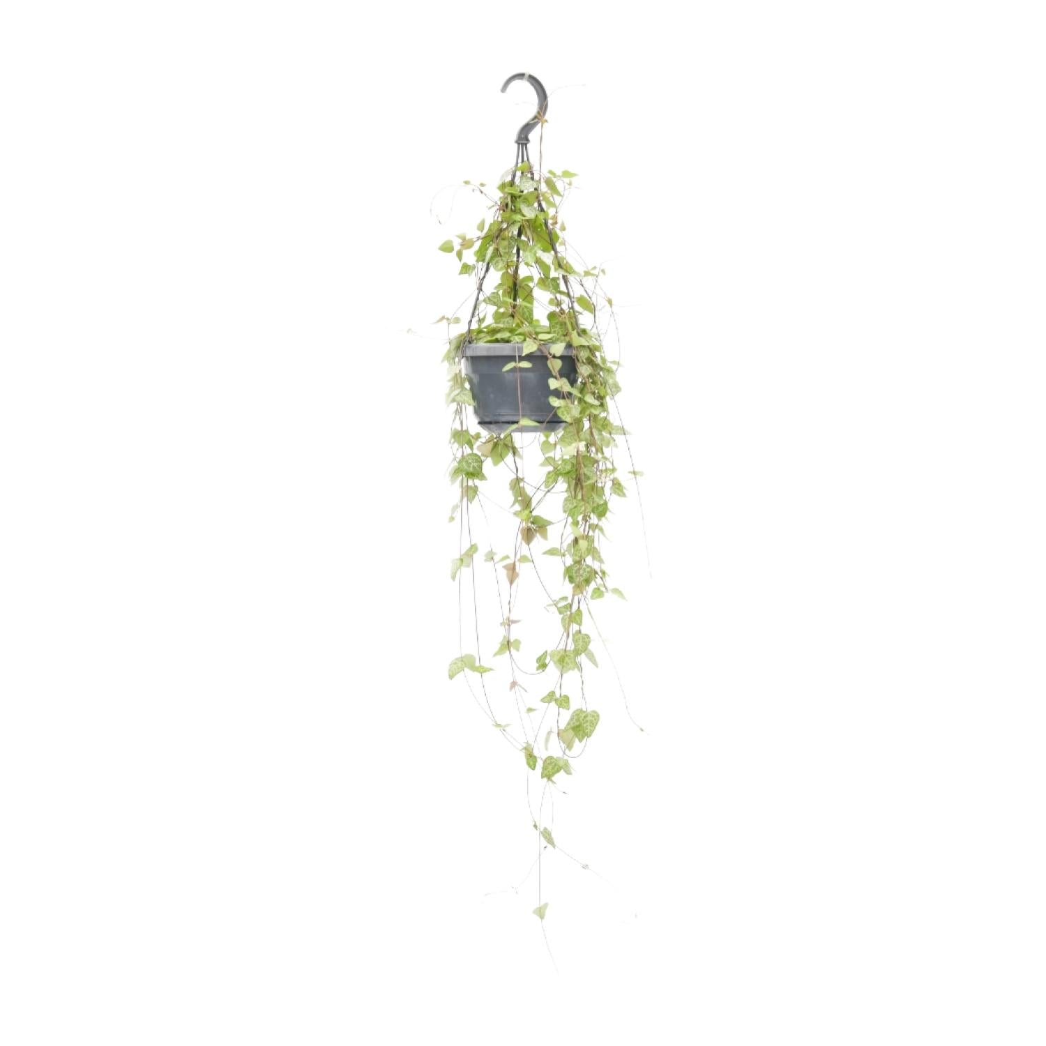 Ceropegia Linearis &