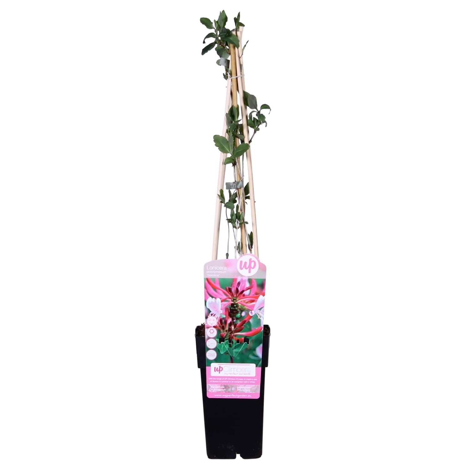 Waldgeißblatt - Lonicera periclymenum &