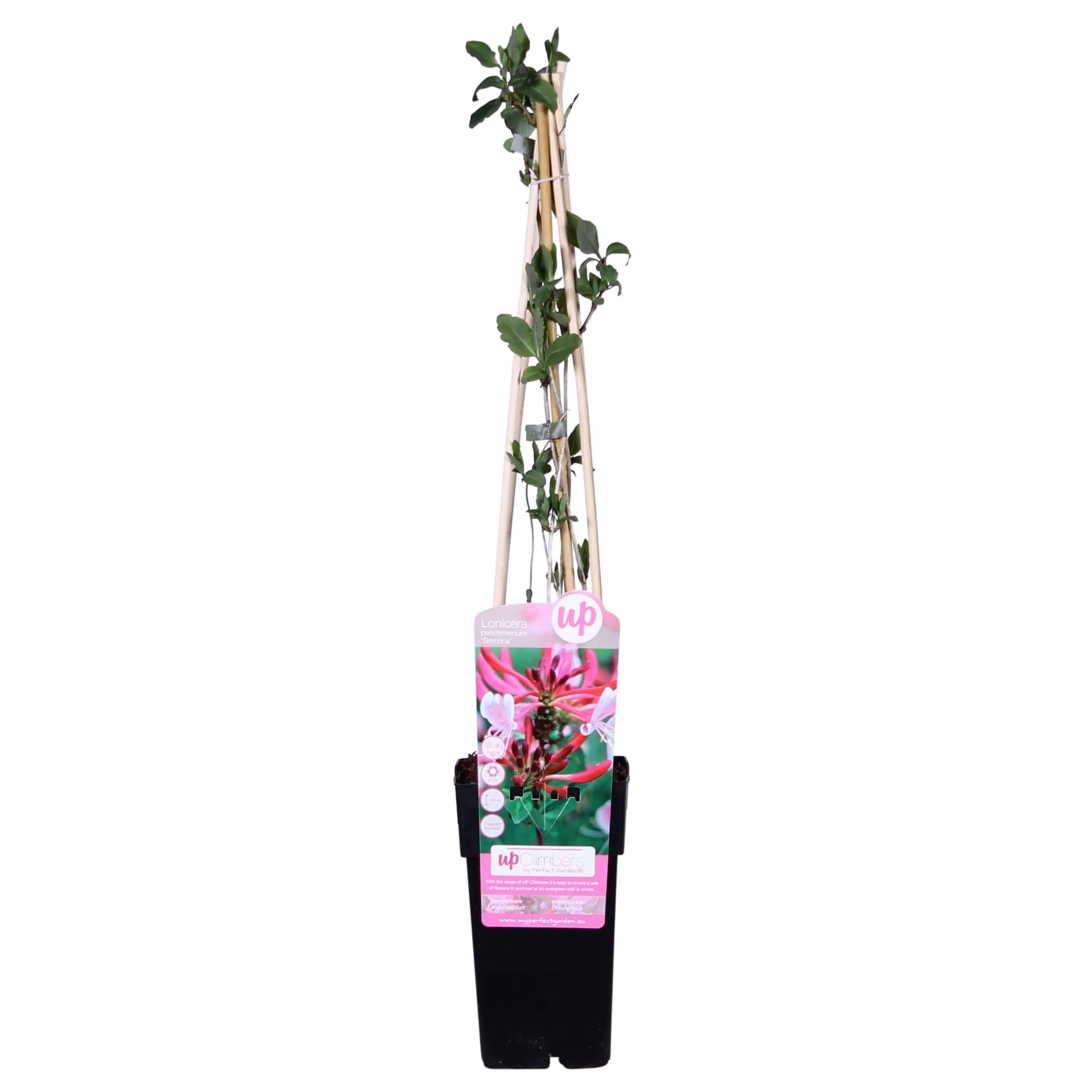 Waldgeißblatt - Lonicera periclymenum &