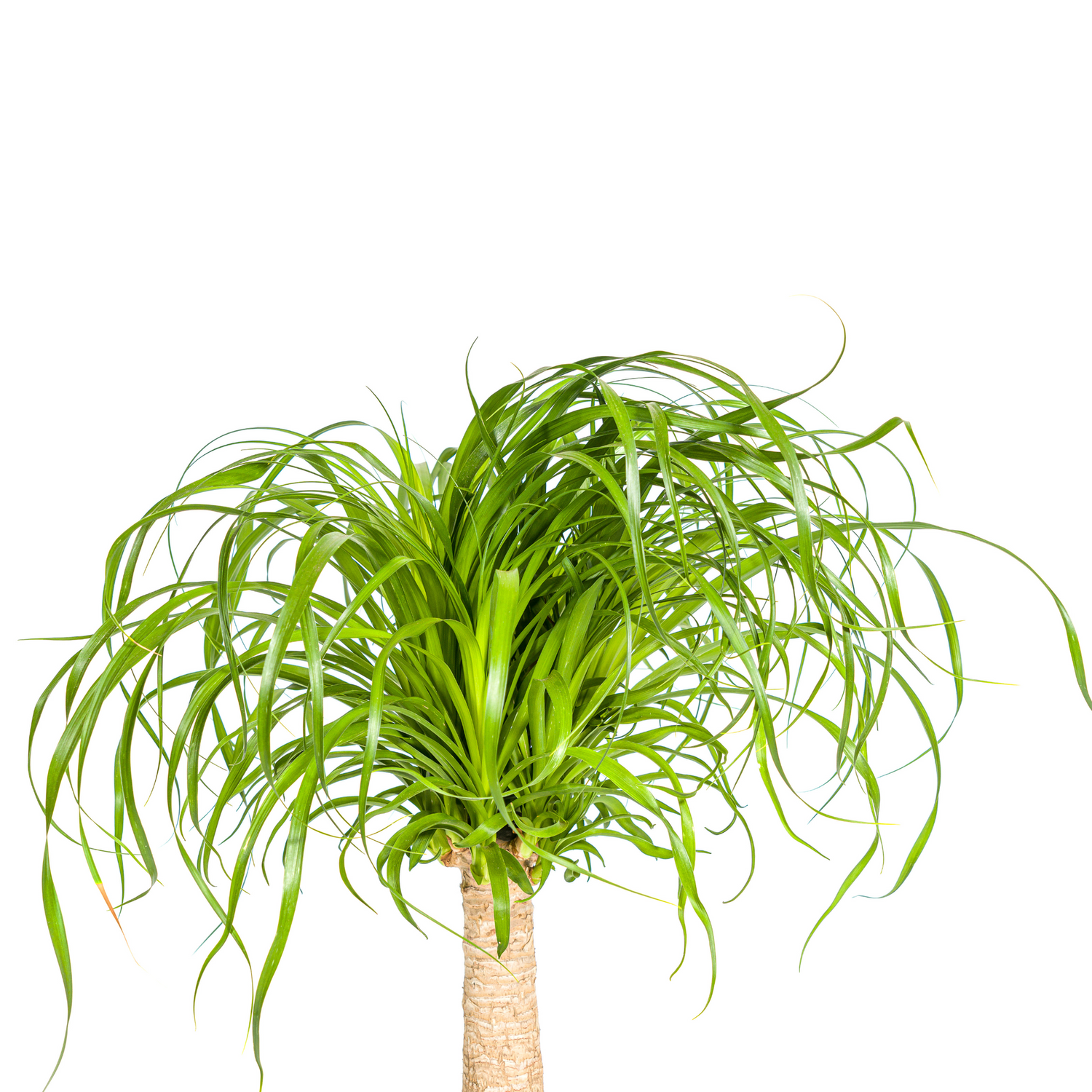 Elefantenfuß mit Korb - Beaucarnea Recurvata Stamm - Ø21cm - ↕60 - 80cm