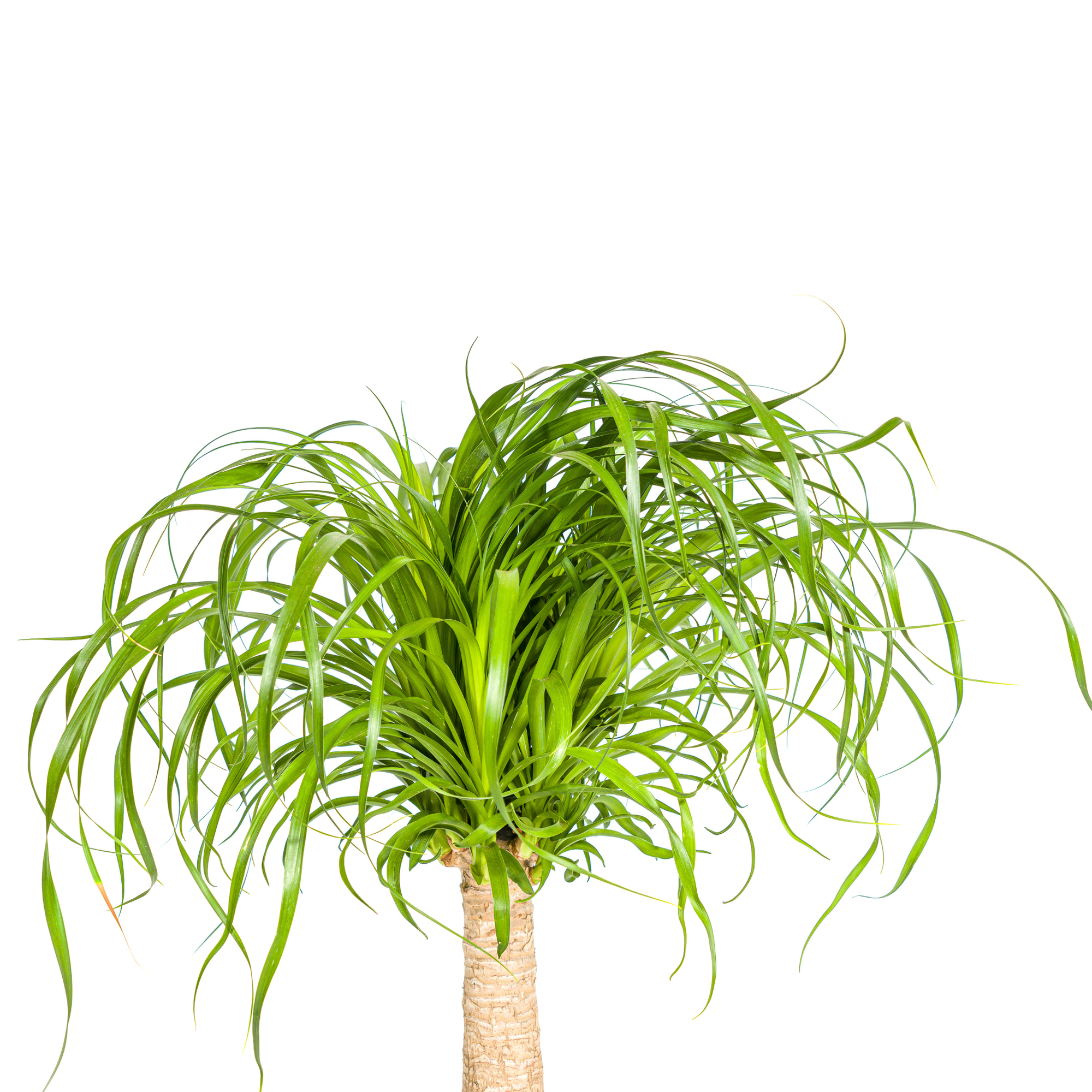 Elefantenfuß mit Korb - Beaucarnea Recurvata Stamm - Ø21cm - ↕60 - 80cm