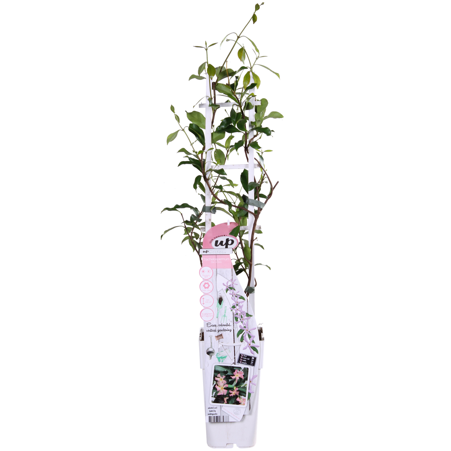 Toskanischer Jasmin Rosa - Trachelospermum &
