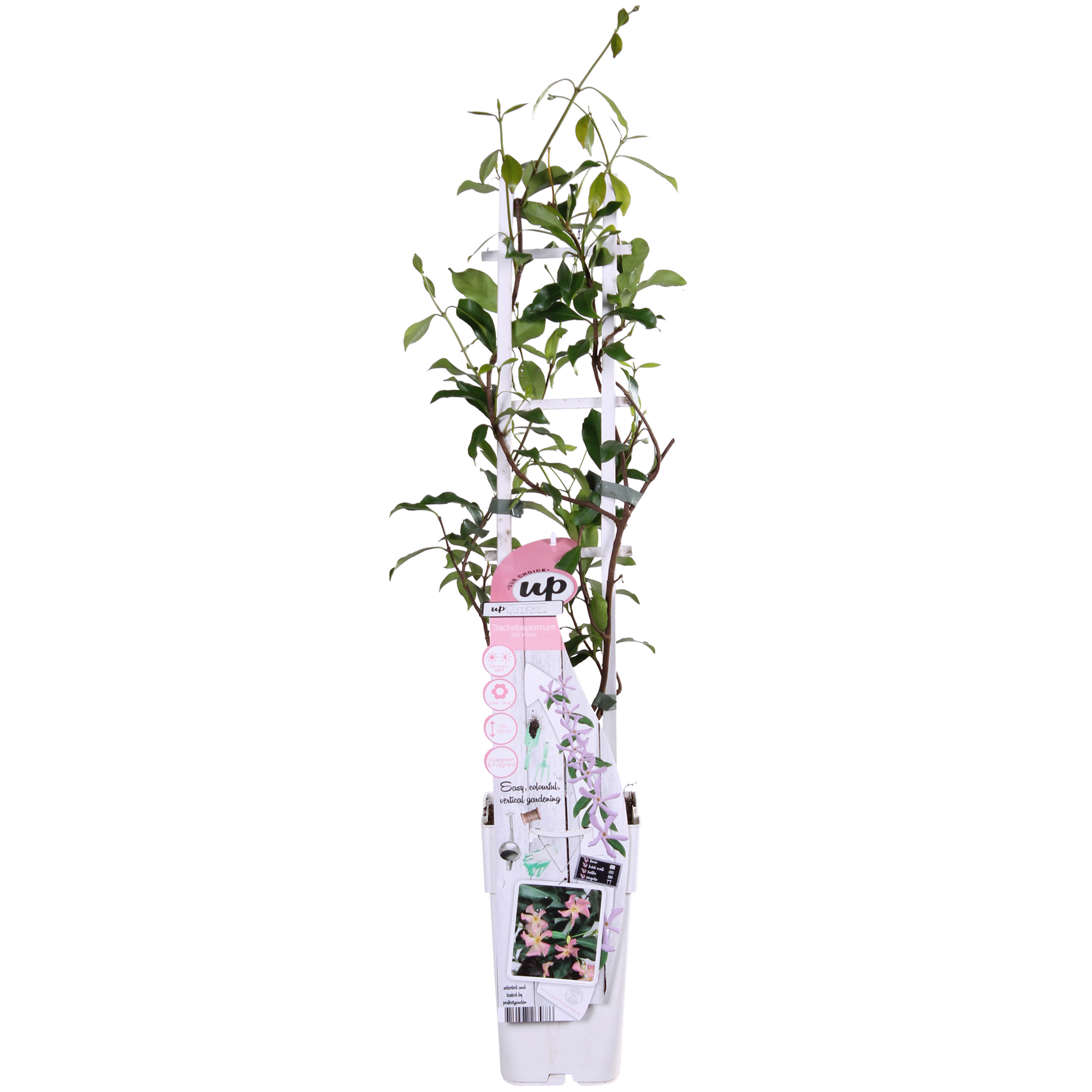 Toskanischer Jasmin Rosa - Trachelospermum &