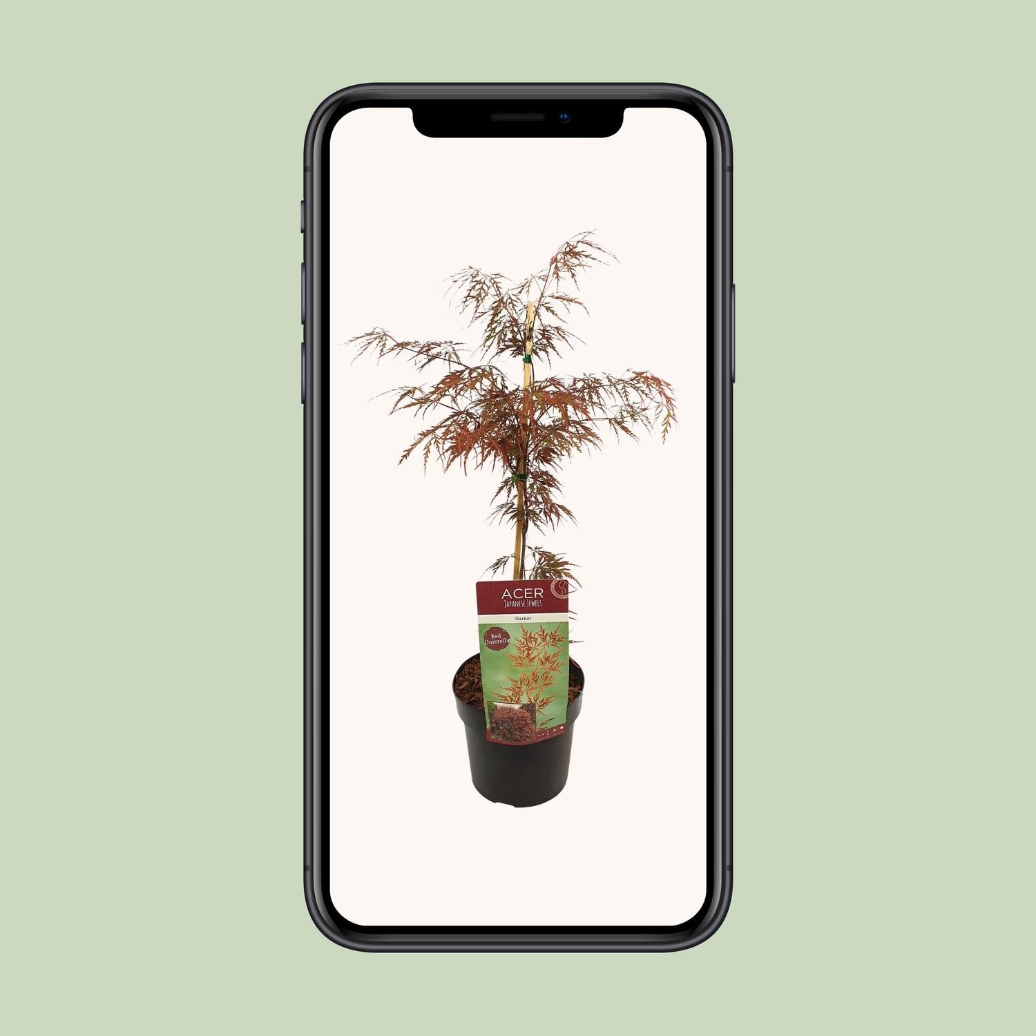Acer palm. &