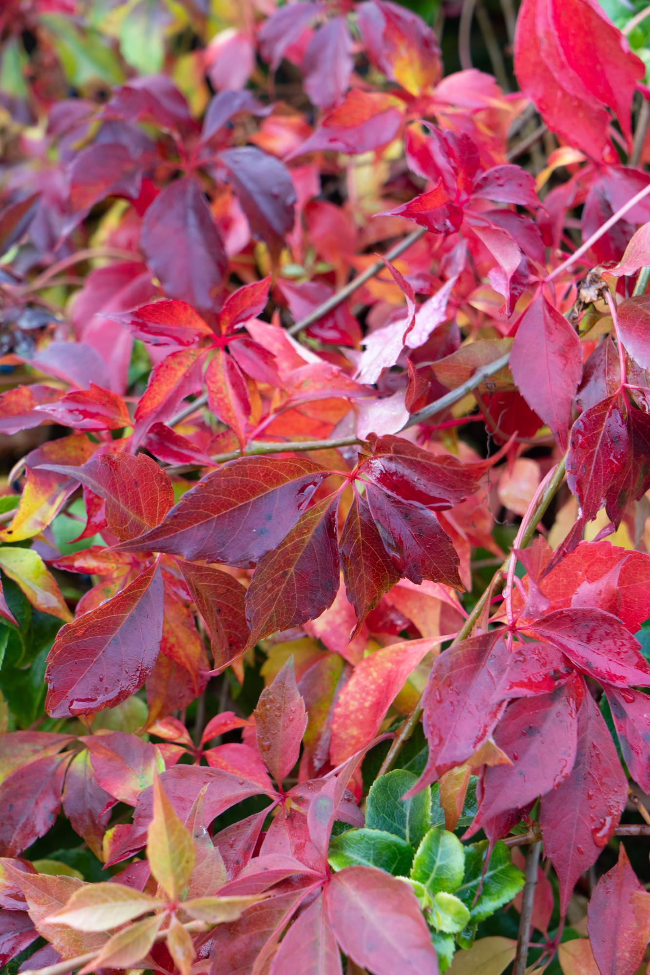 Jungfernrebe - Parthenocissus henryana - Ø15cm - ↕65cm
