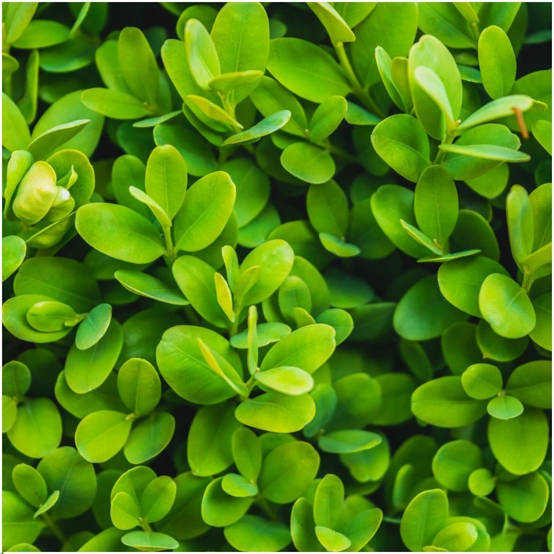 Buchsbaum - Buxus Sempervirens 6er-Pack - ↕ 20 cm - Ø12 cm