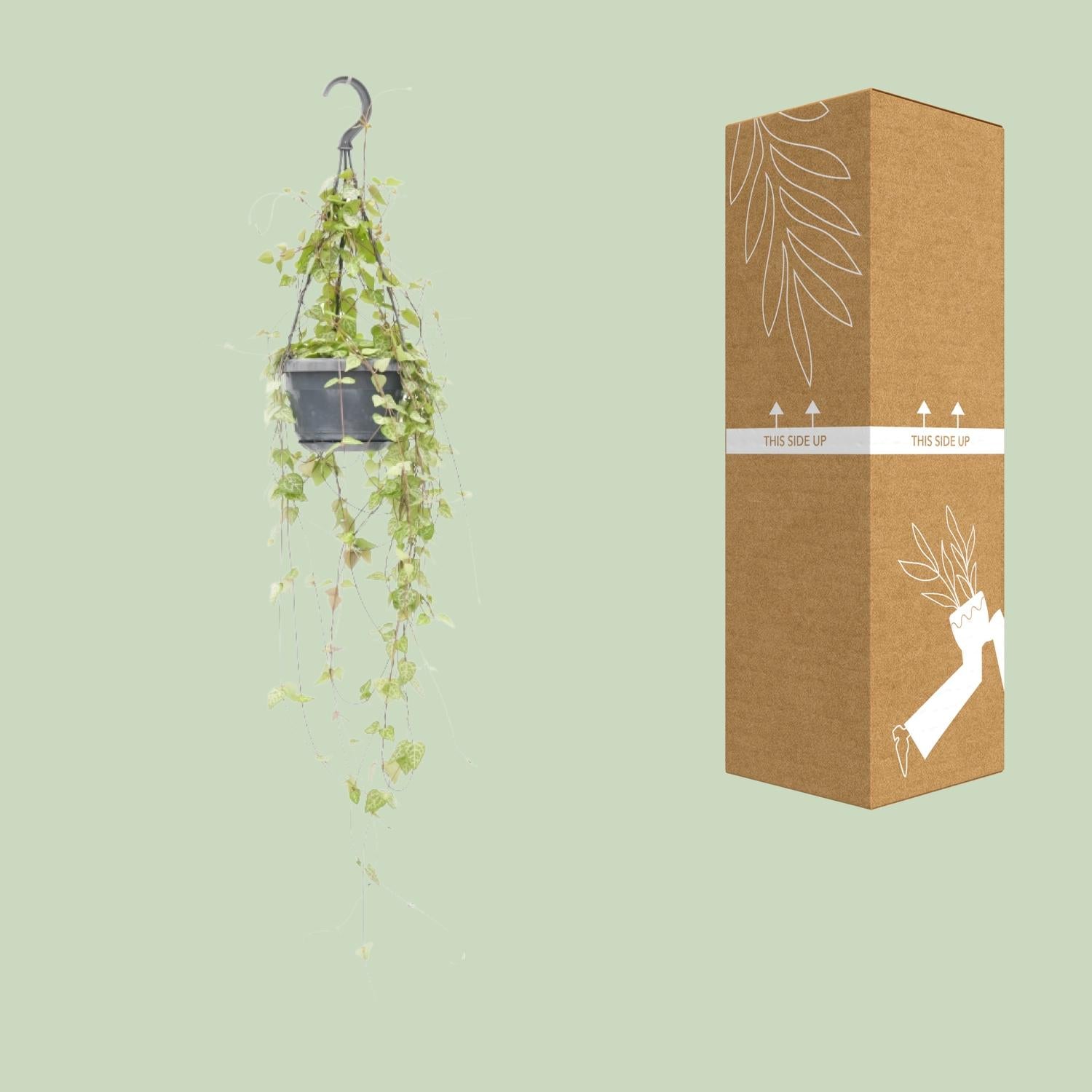 Ceropegia Linearis &
