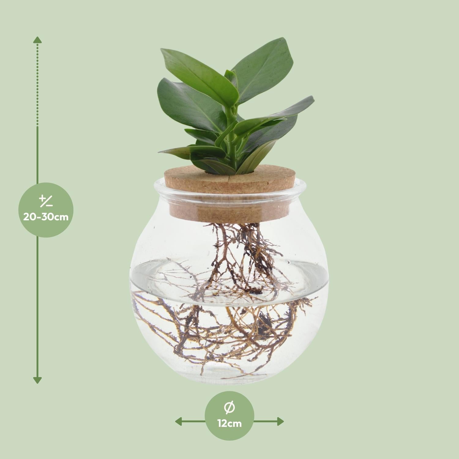 Clusia In Glas + Korken - Ø12cm - ↕30cm