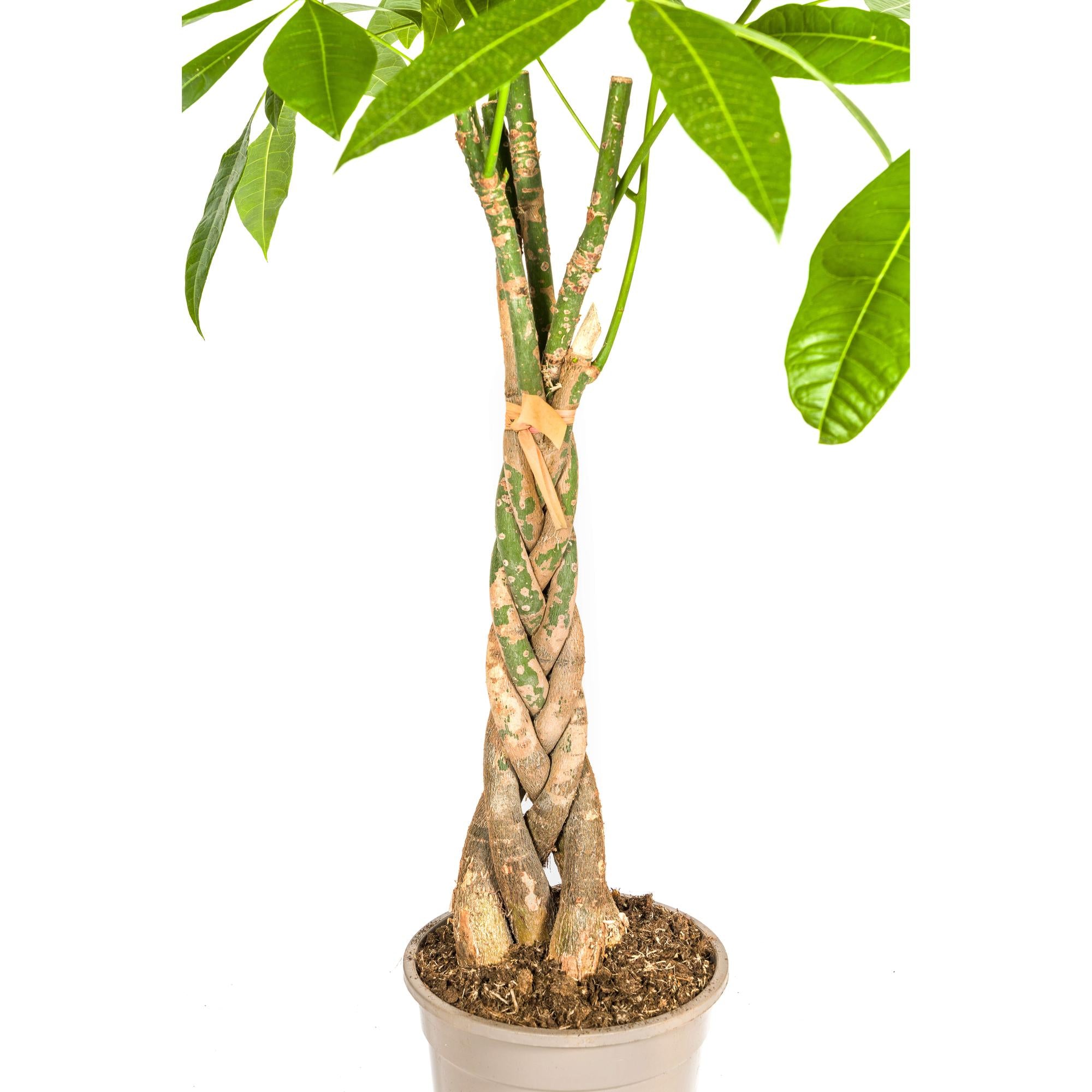 Glückbaum/Geldbaum mit Korb - Pachira Aquatica mit Korb Ø21cm - ↕90 - 110cm