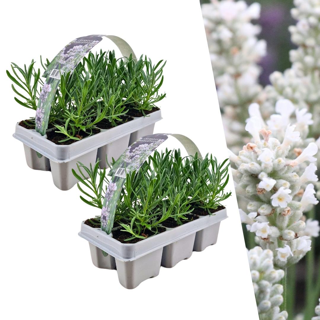 Lavendel weiß - 12er Set - Ø7 cm - ↕15 cm