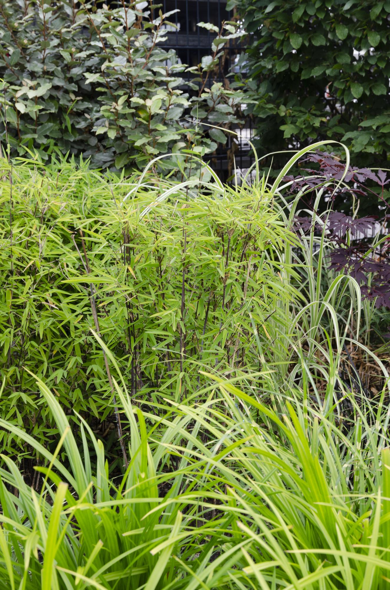 Japan-Segge - Carex morrowii Irish Green