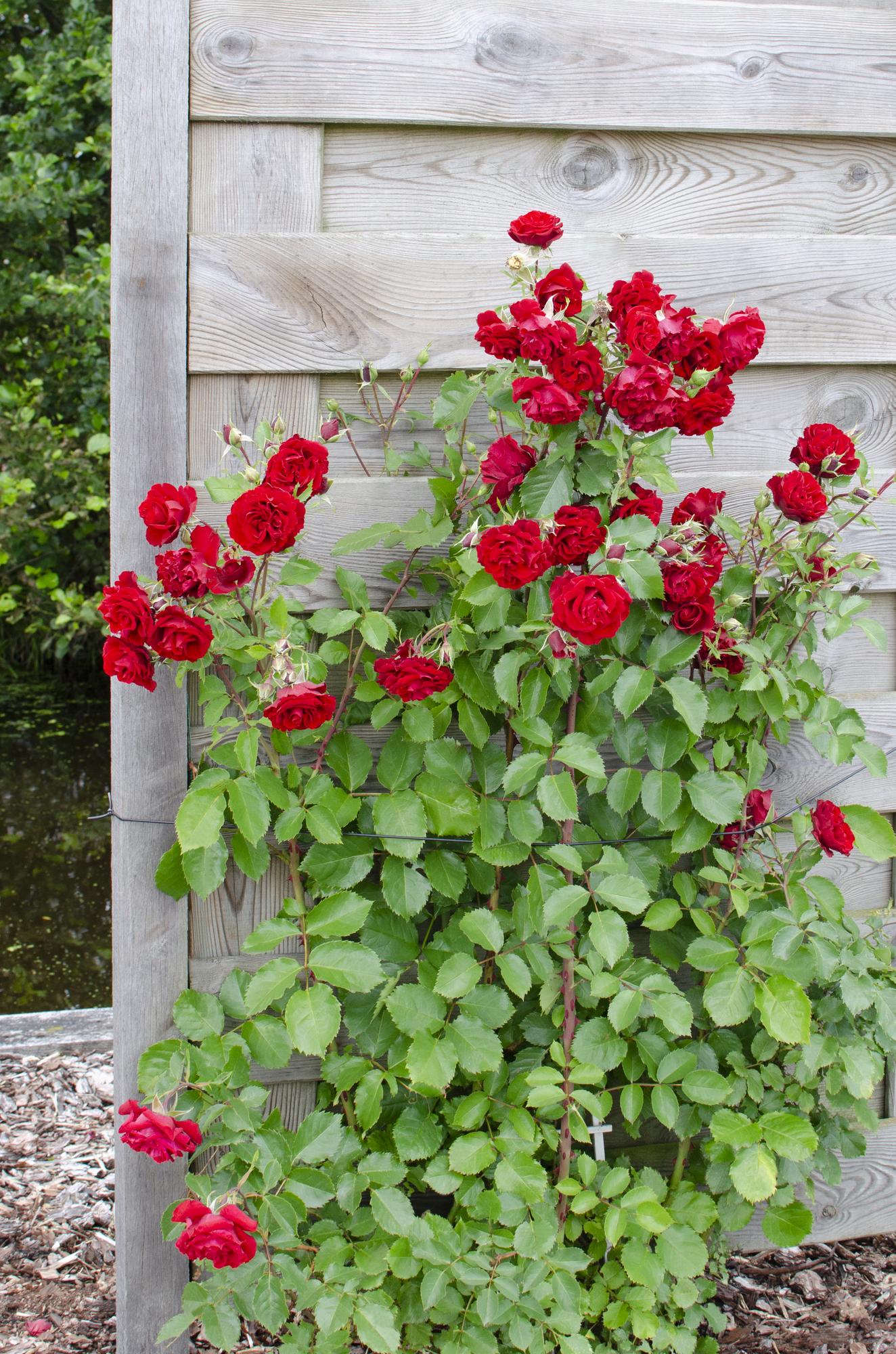 Rosa Crazy in love &