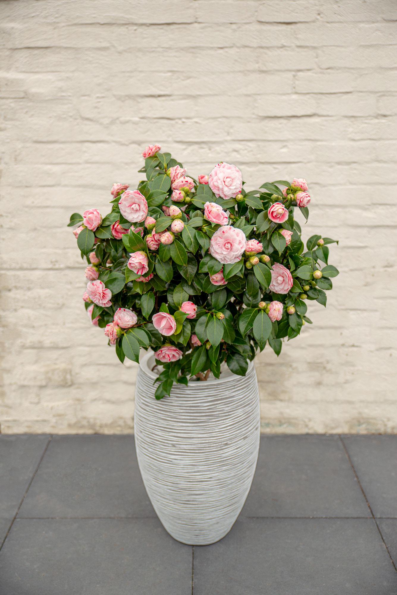 Japanische Kamelie - Bonomiana - Ø19 - ↨65cm