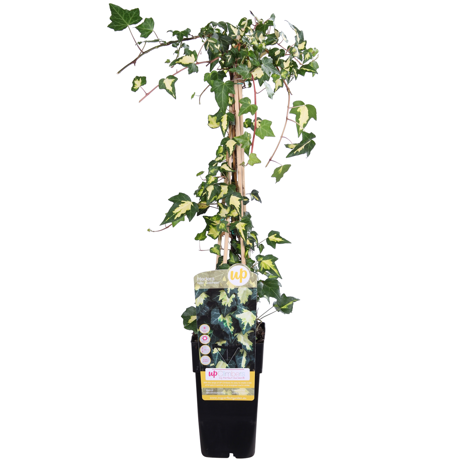 Efeu - Hedera helix &