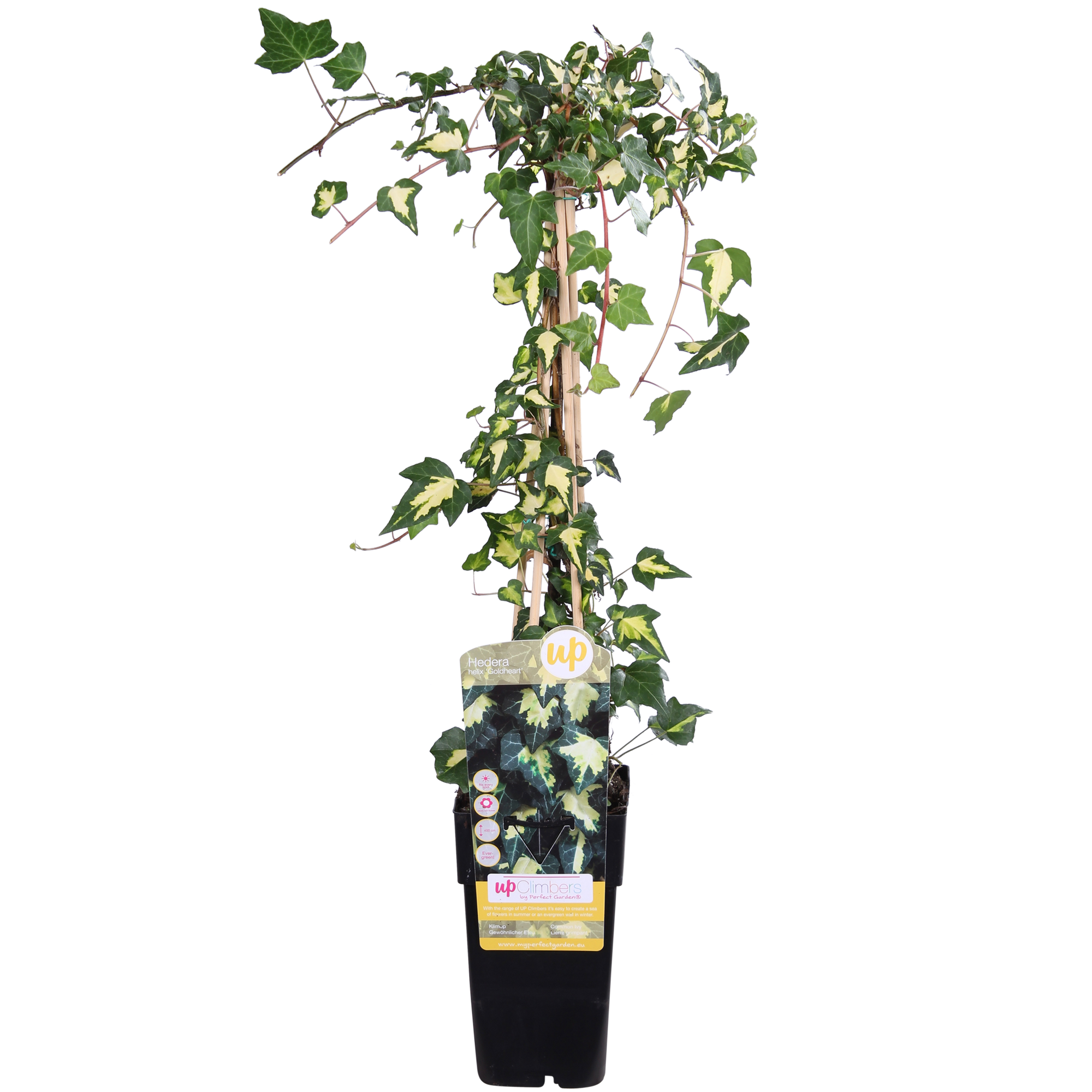 Efeu - Hedera helix &