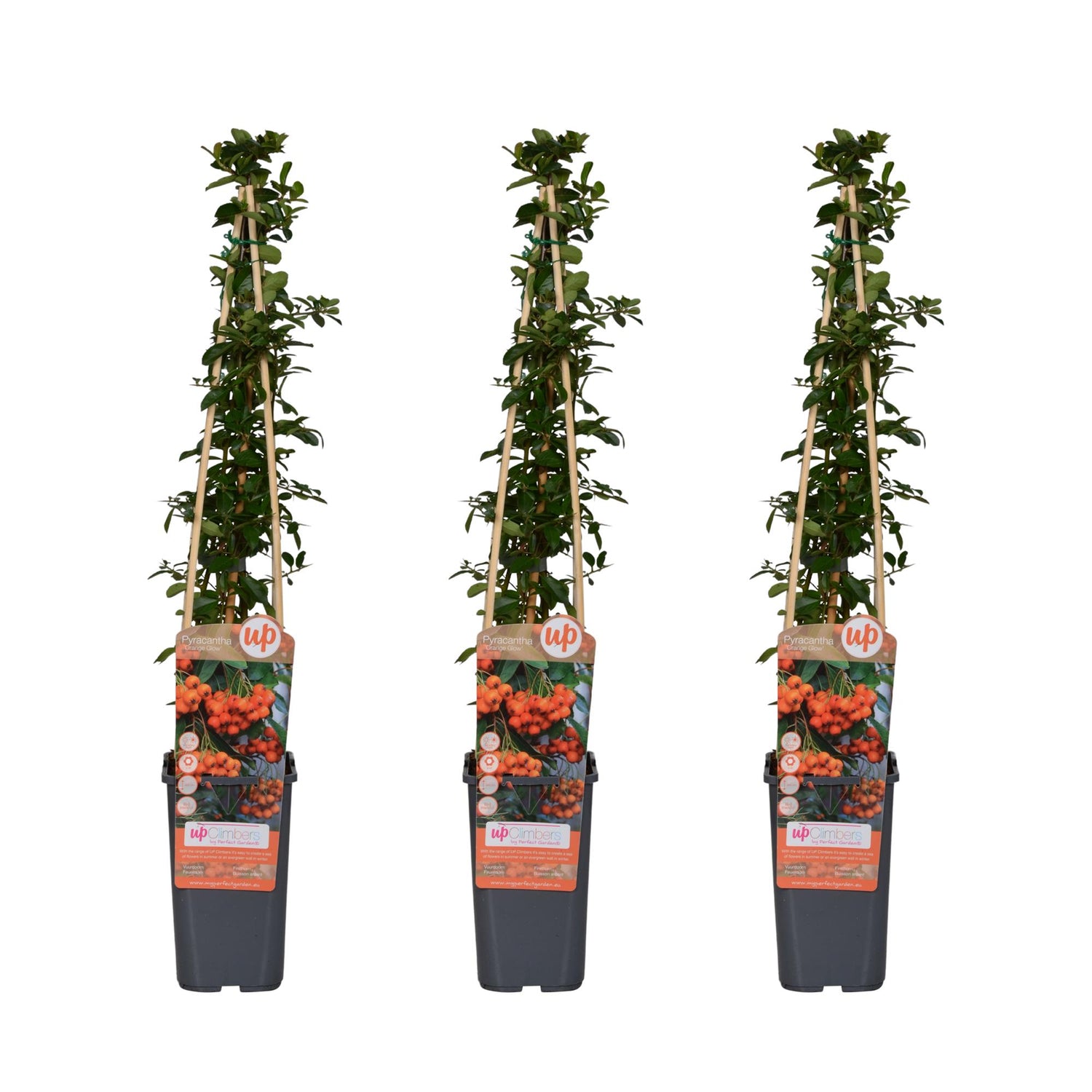 Pyracantha &