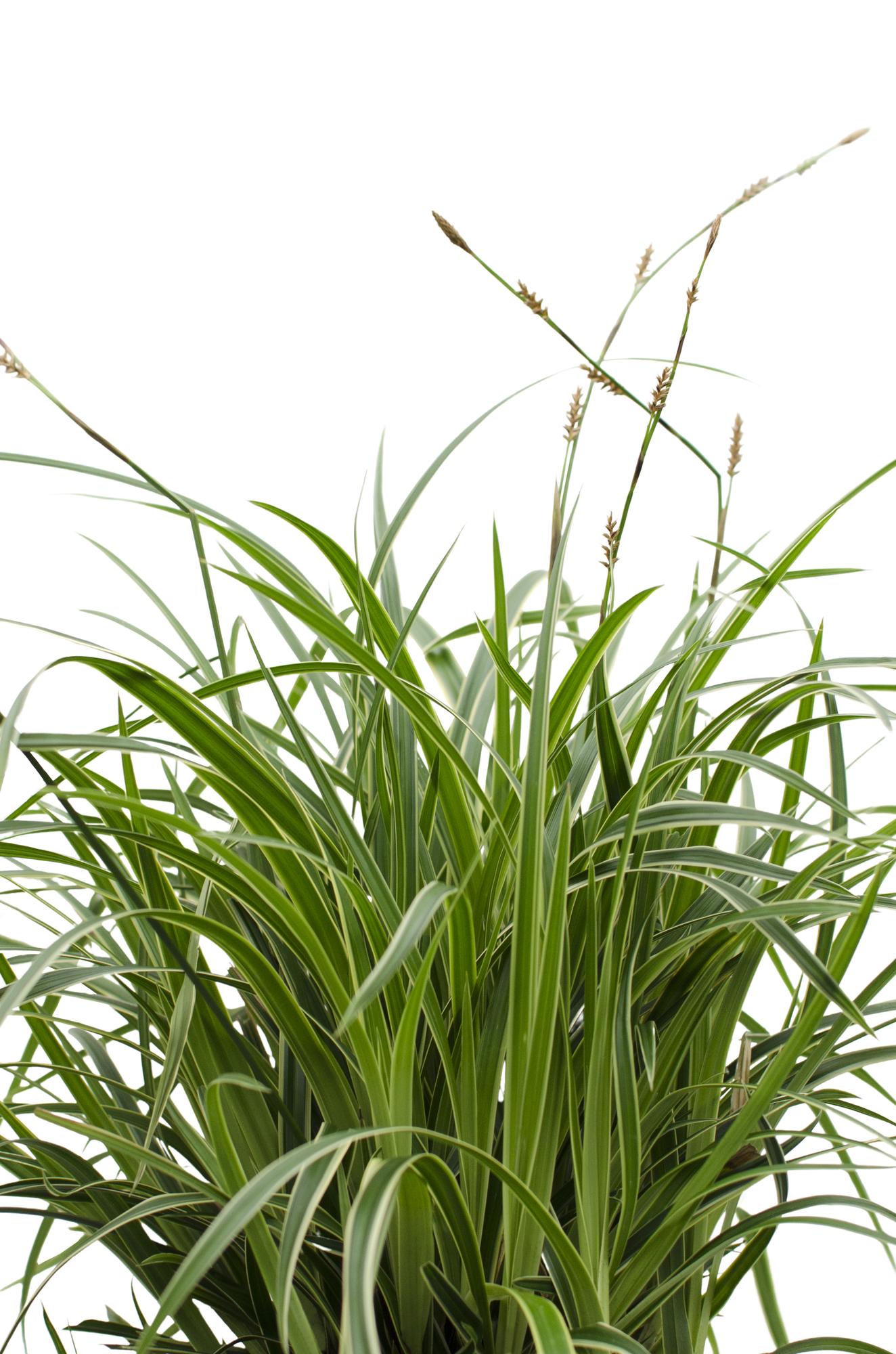 Japan-Segge - Carex morrowii &