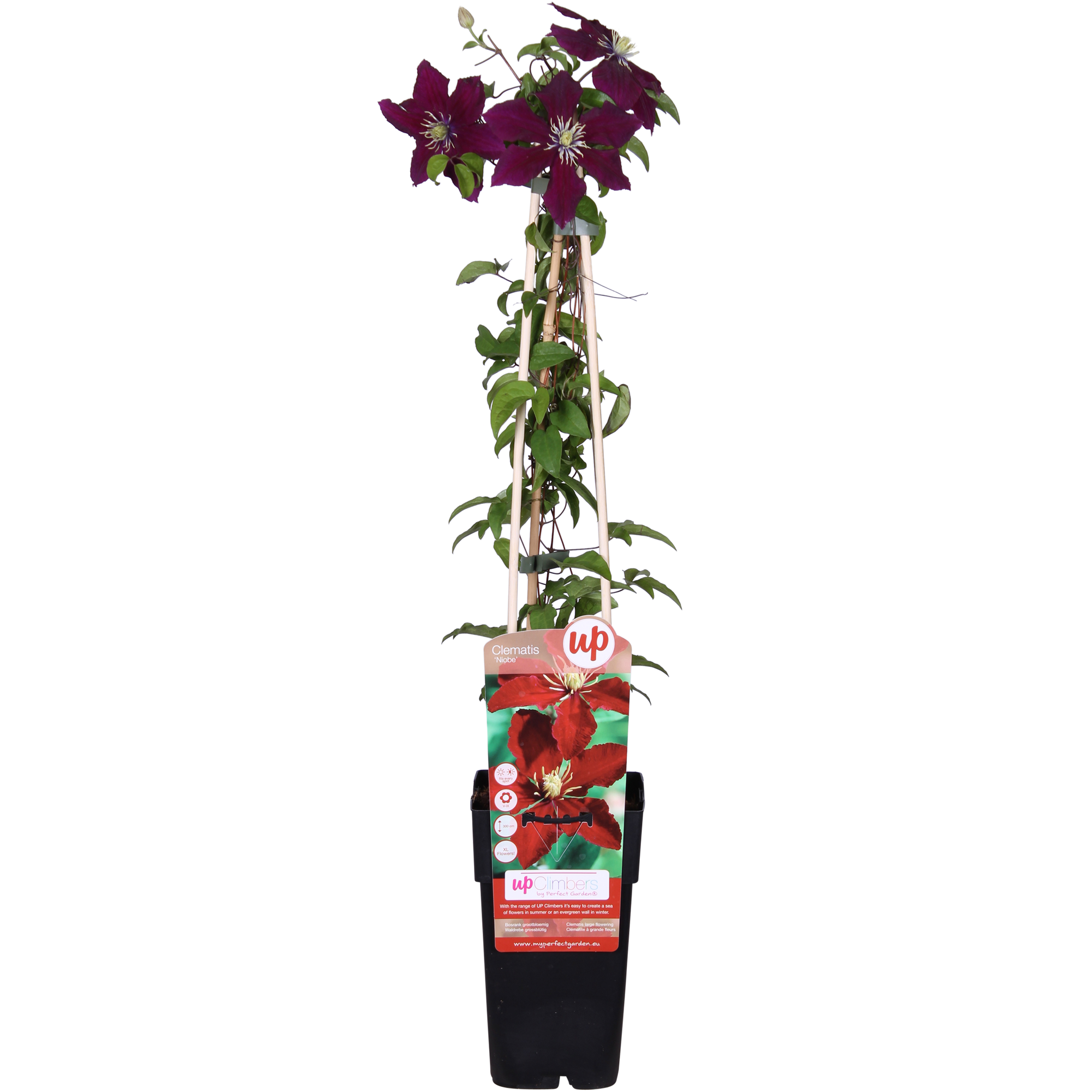 Clematis Niobe - ↨65cm - Ø15