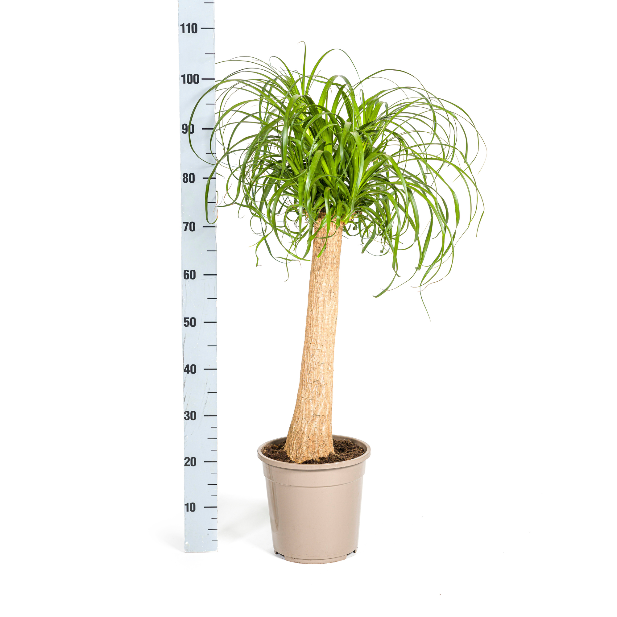 Elefantenfuß XL mit Korb - Beaucarnea Recurvata - Ø24cm - ↕80 - 100cm