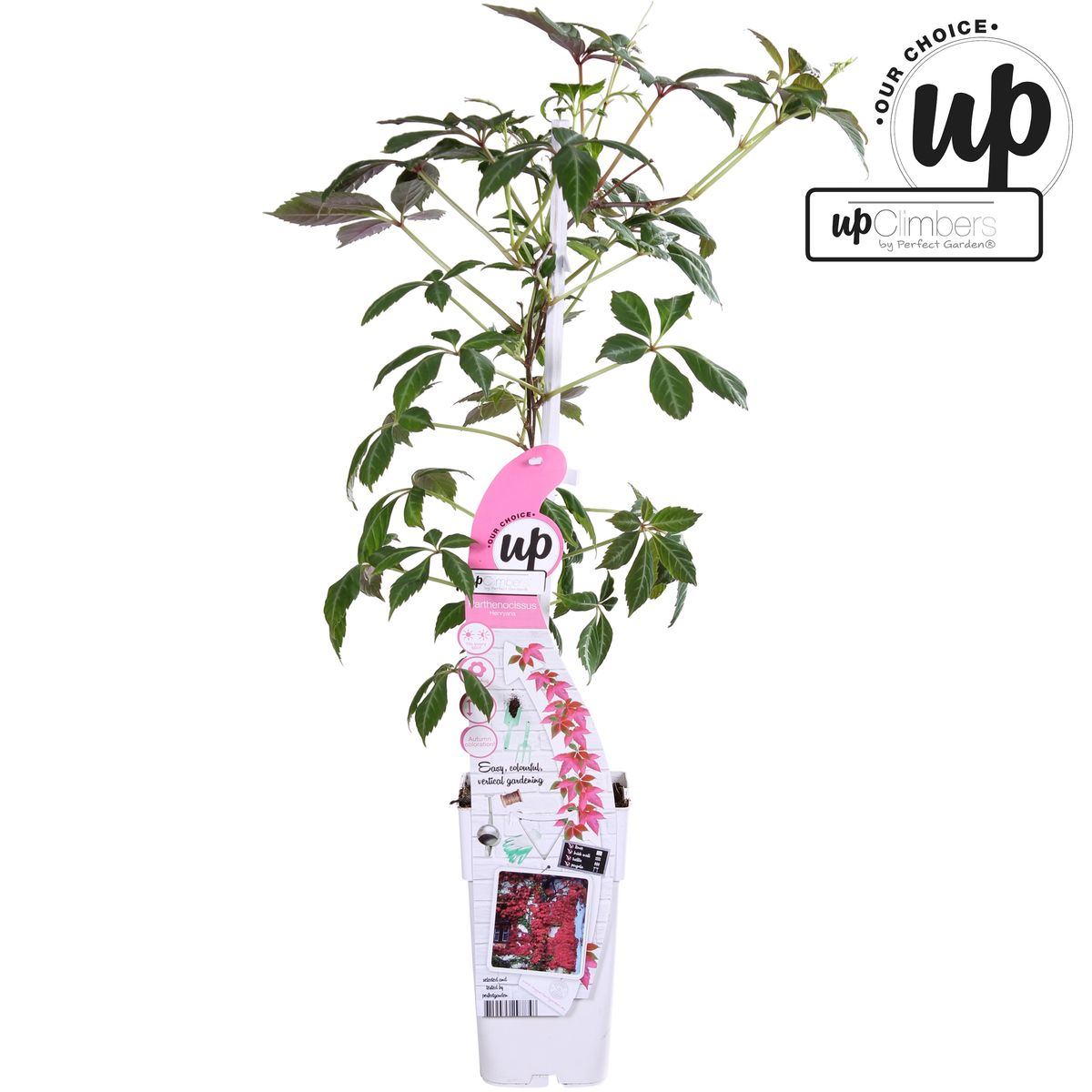 Jungfernrebe - Parthenocissus henryana - Ø15cm - ↕65cm