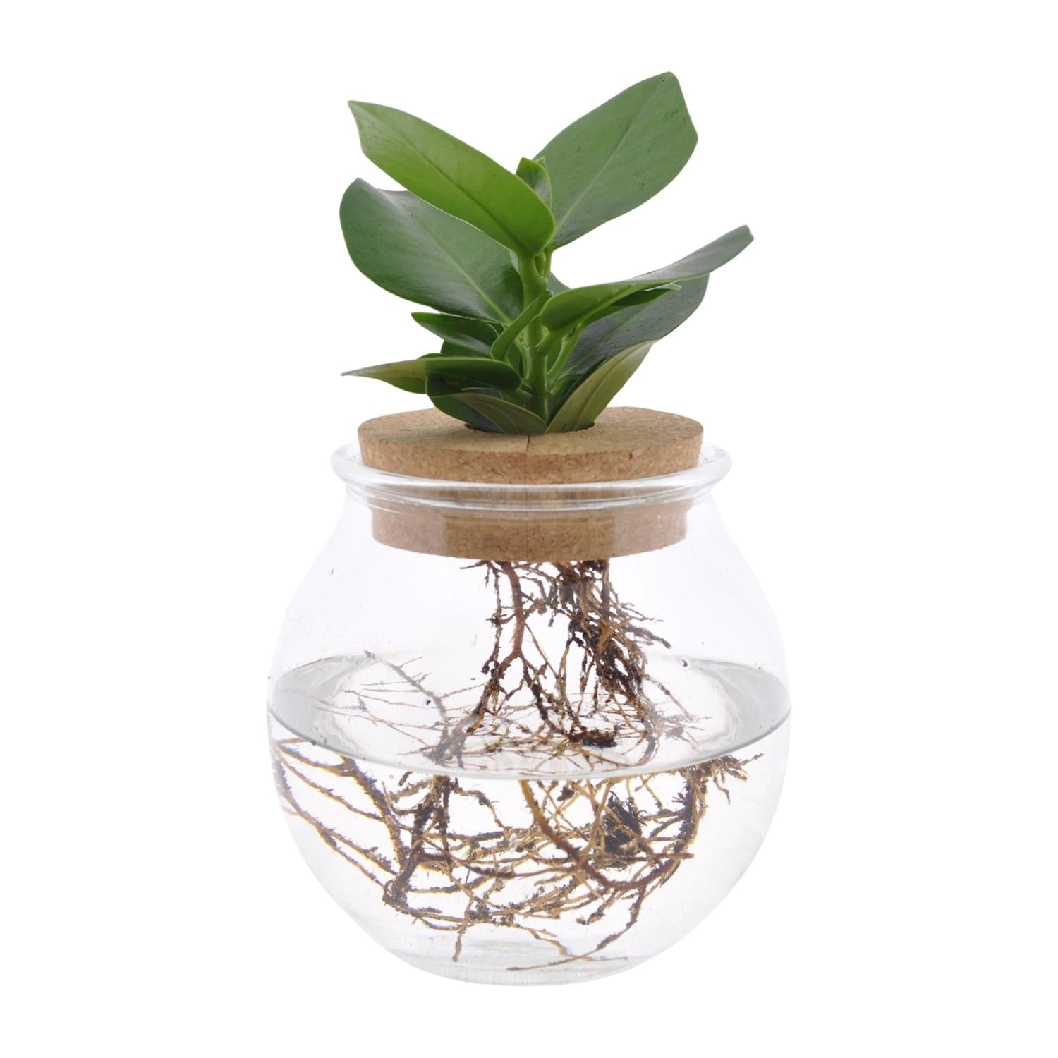 Clusia In Glas + Korken - Ø12cm - ↕30cm