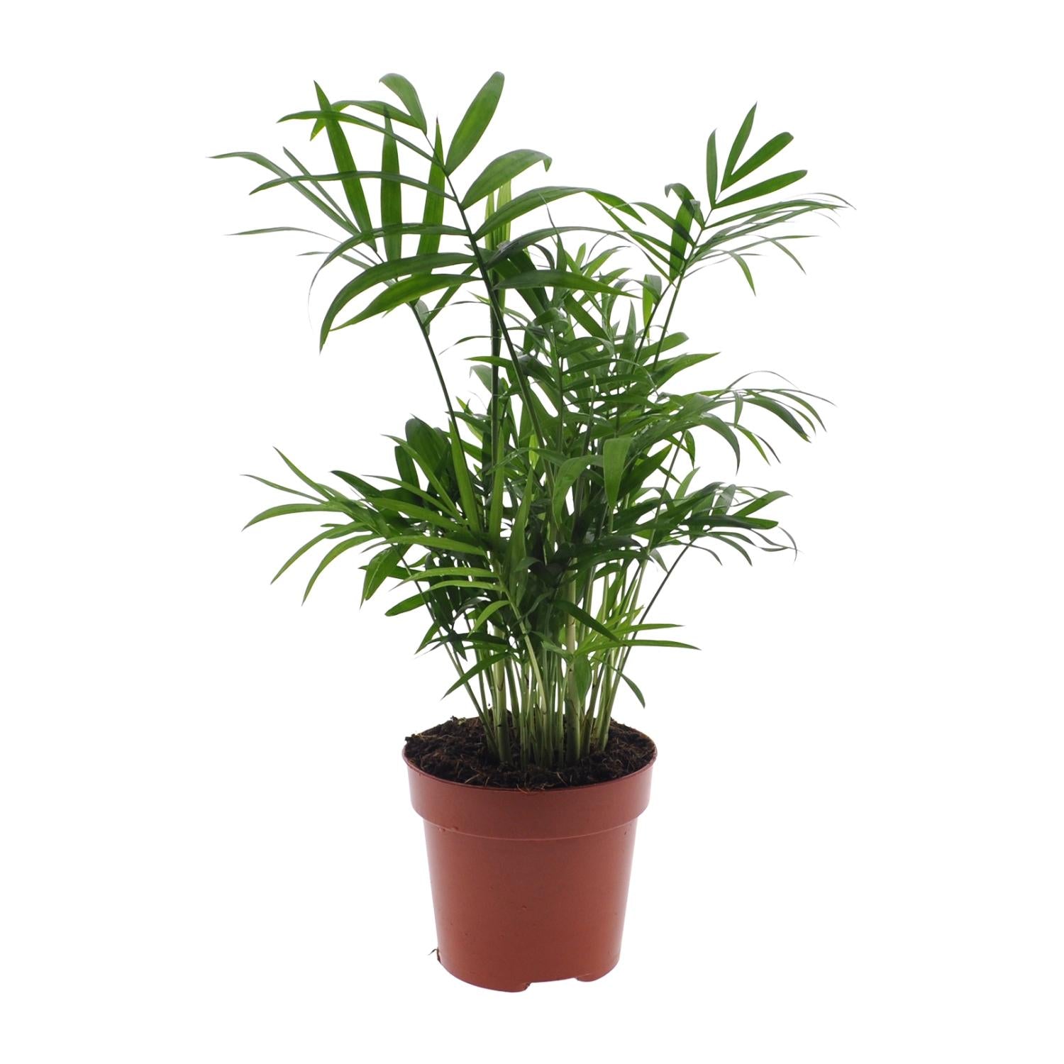 Chamaedorea Elegans - Mexikanische Bergpalme - Ø17cm - ↕55cm - Ø12cm - ↕40cm