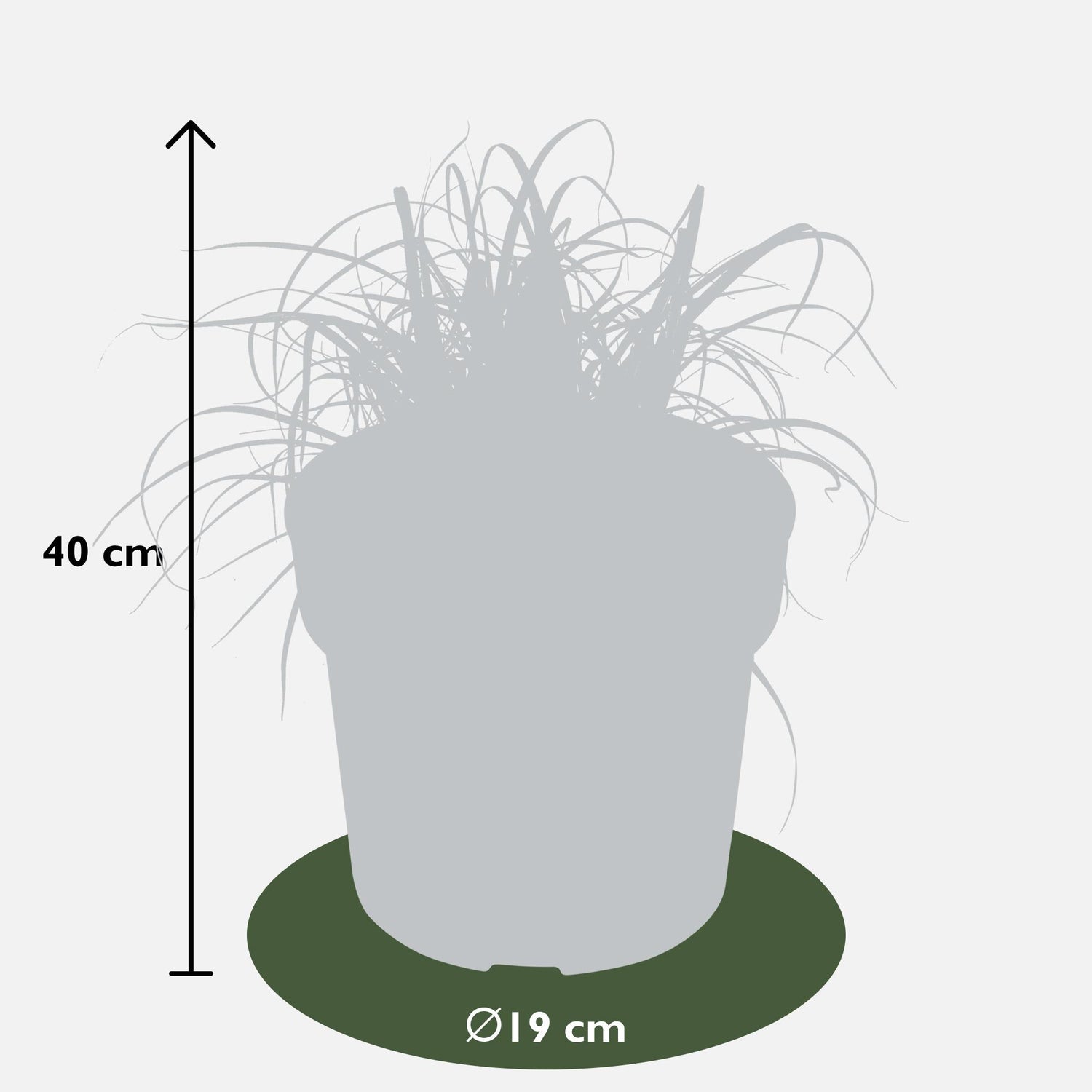 Mahagonigras - Uncinia rubra Everflame - Ø19cm - ↕40cm - Ø19 - ↨40cm
