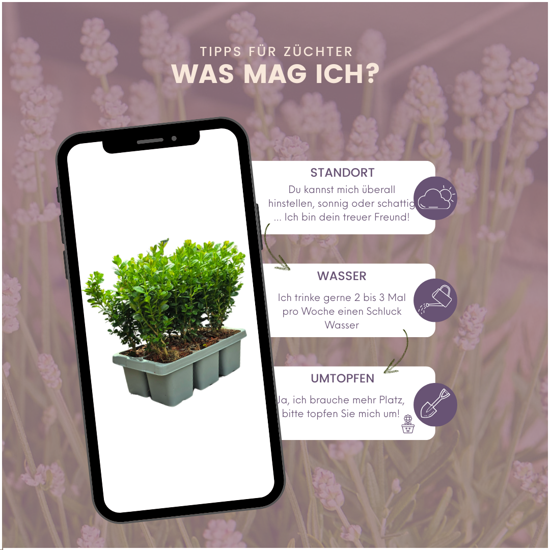 Buchsbaum – 24er Set - Ø7 cm - ↕15 cm