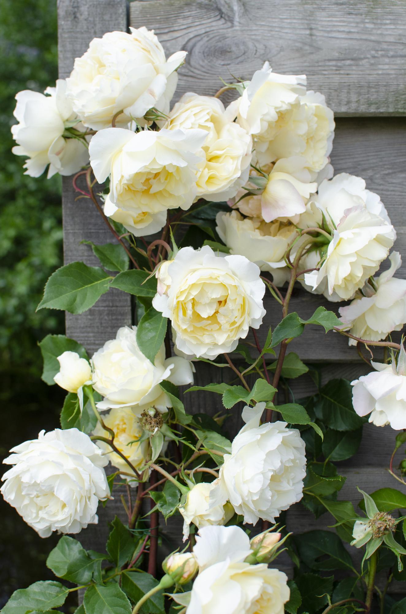 Rose Crazy in love &