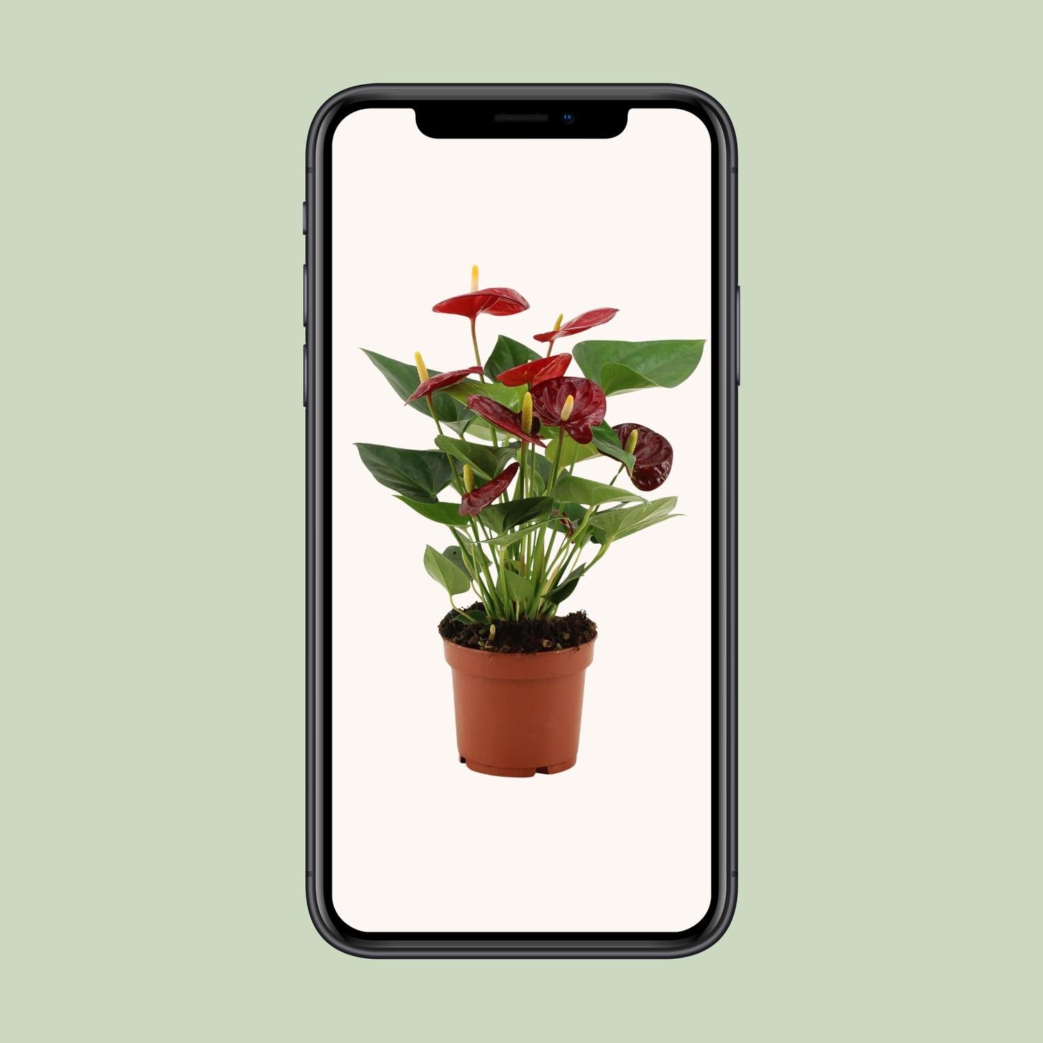 Anthurie - Anthurium Calon - Ø12cm - ↕36cm