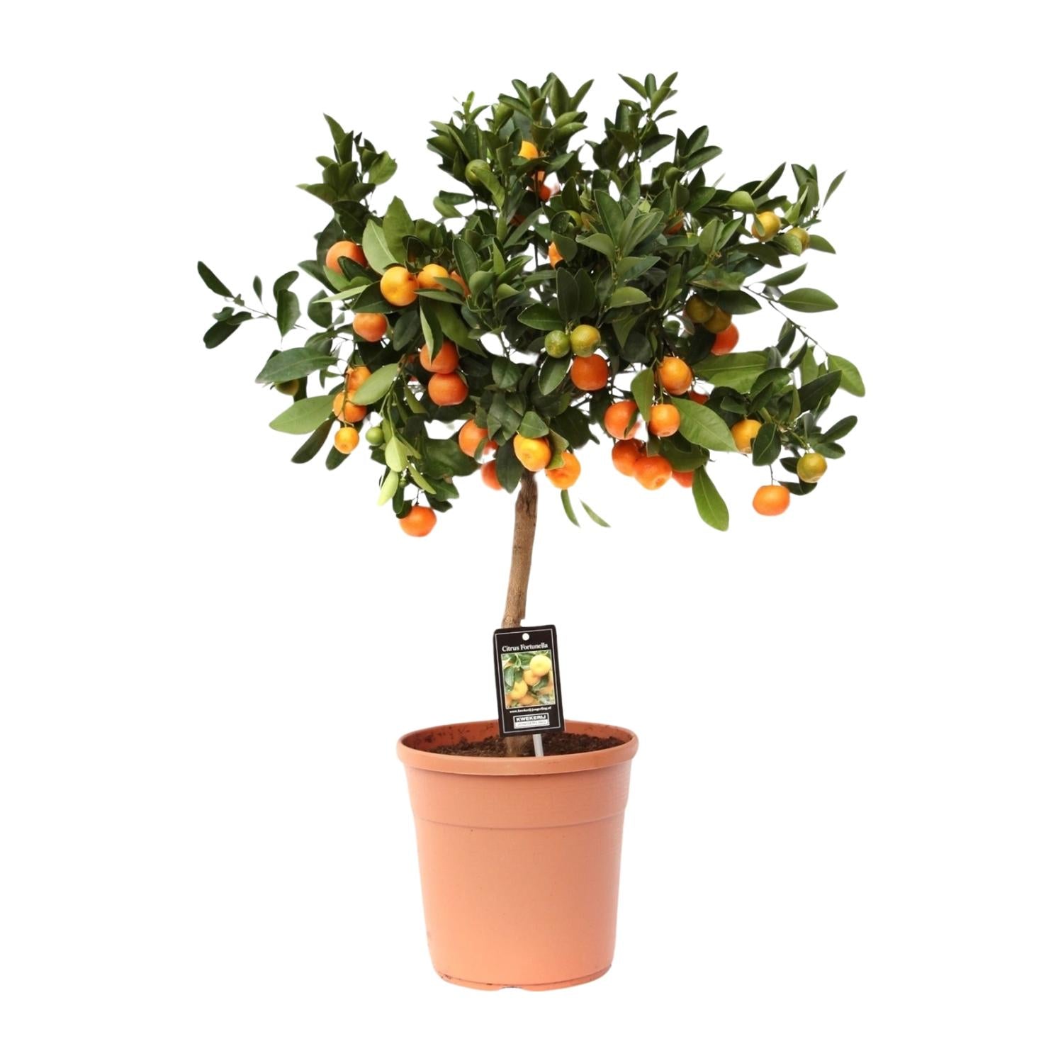 Calamondinorange - Citrus Calamondin - Ø22cm - ↕80cm