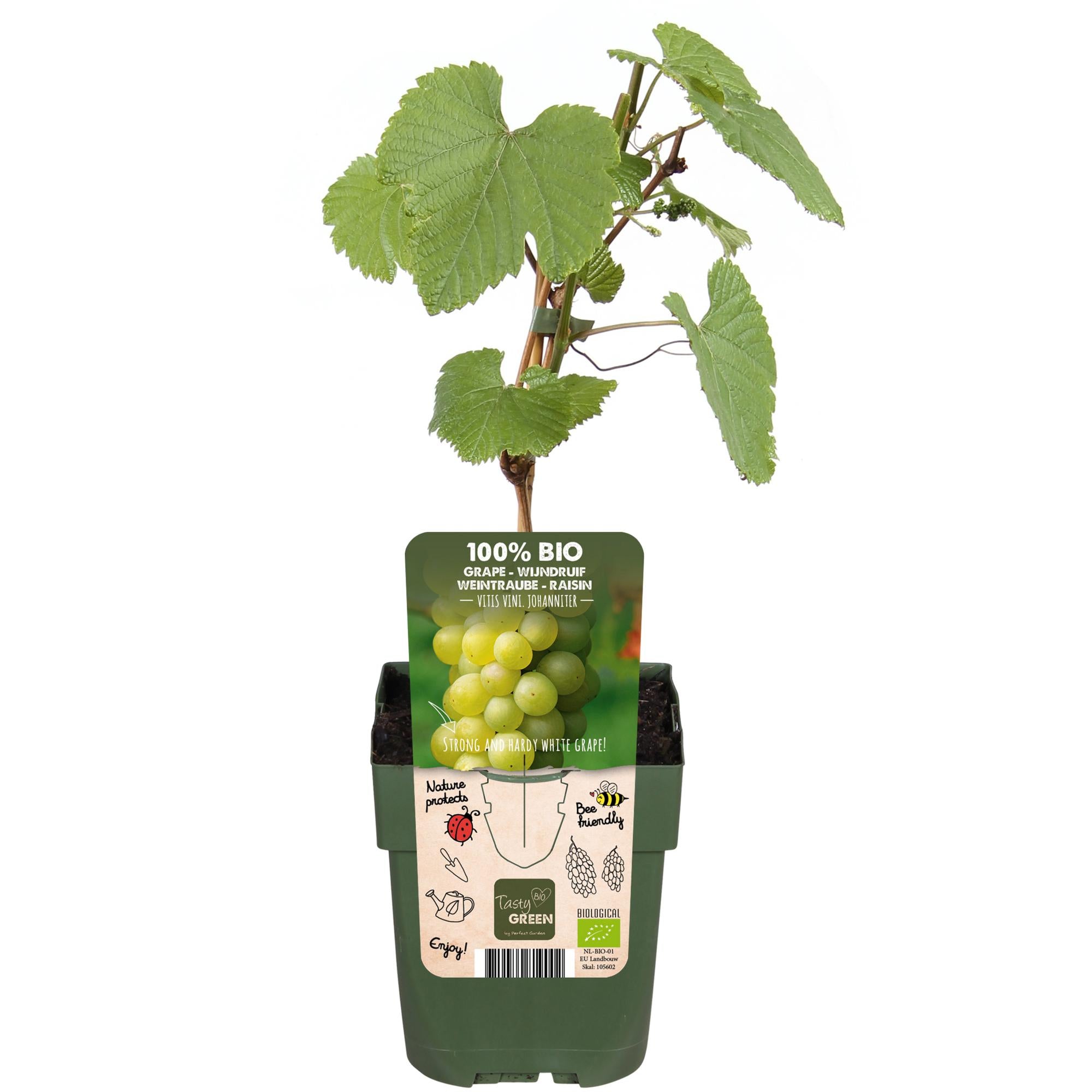 Weinrebe - Vitis vinifera &