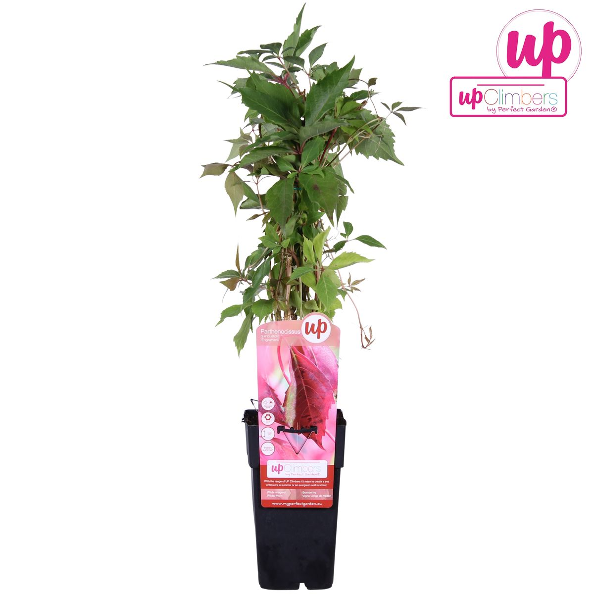 Wilder Wein - Parthenocissus q. var. &