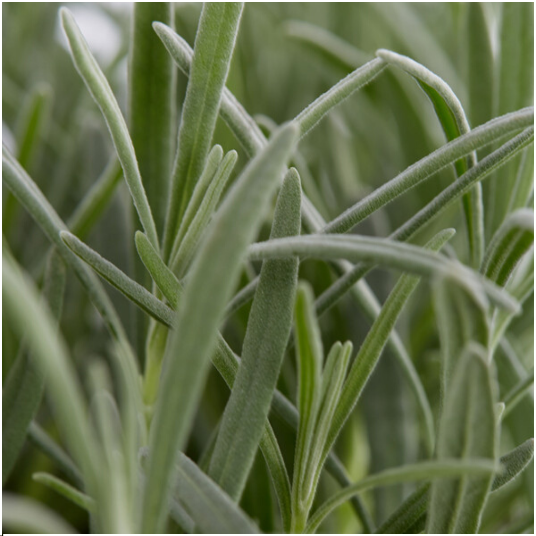 Lavendel lila (6er Set) - 6 x Ø7 cm - ↕25 cm