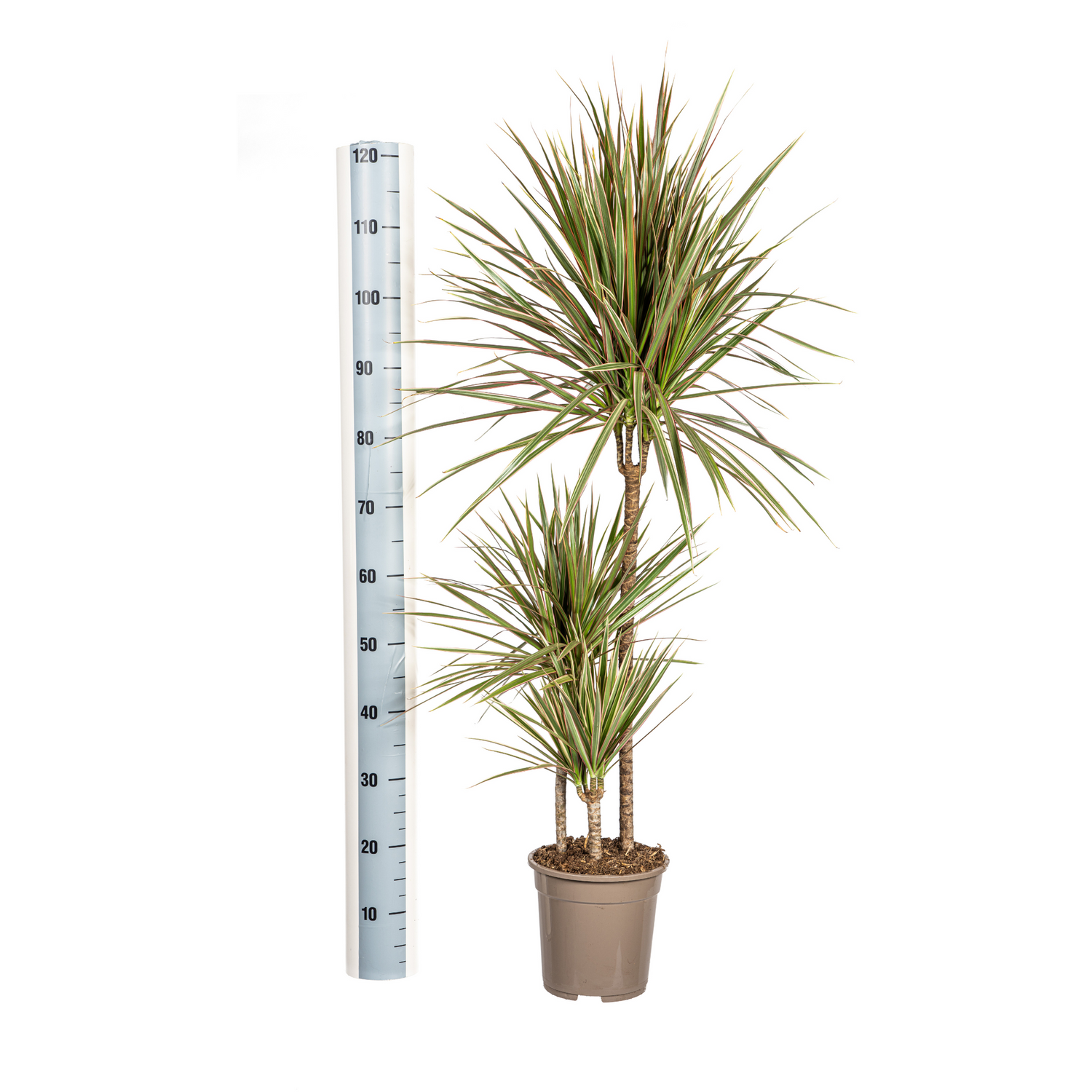 Drachenbaum zweifarbig mit Korb - Dracaena Marginata Bicolor - Ø21cm - ↕110 - 130cm