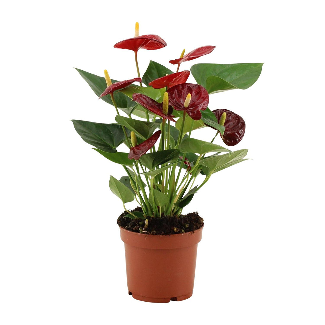 Anthurie - Anthurium Calon - Ø12cm - ↕36cm