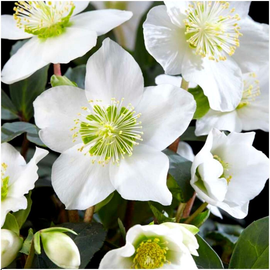 Christrose (6 Stück) - Helleborus niger &