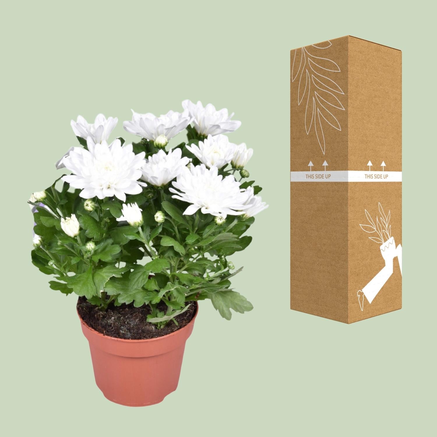 Zier-Chrysantheme - Chrysant Brave - Ø12cm - ↕26cm