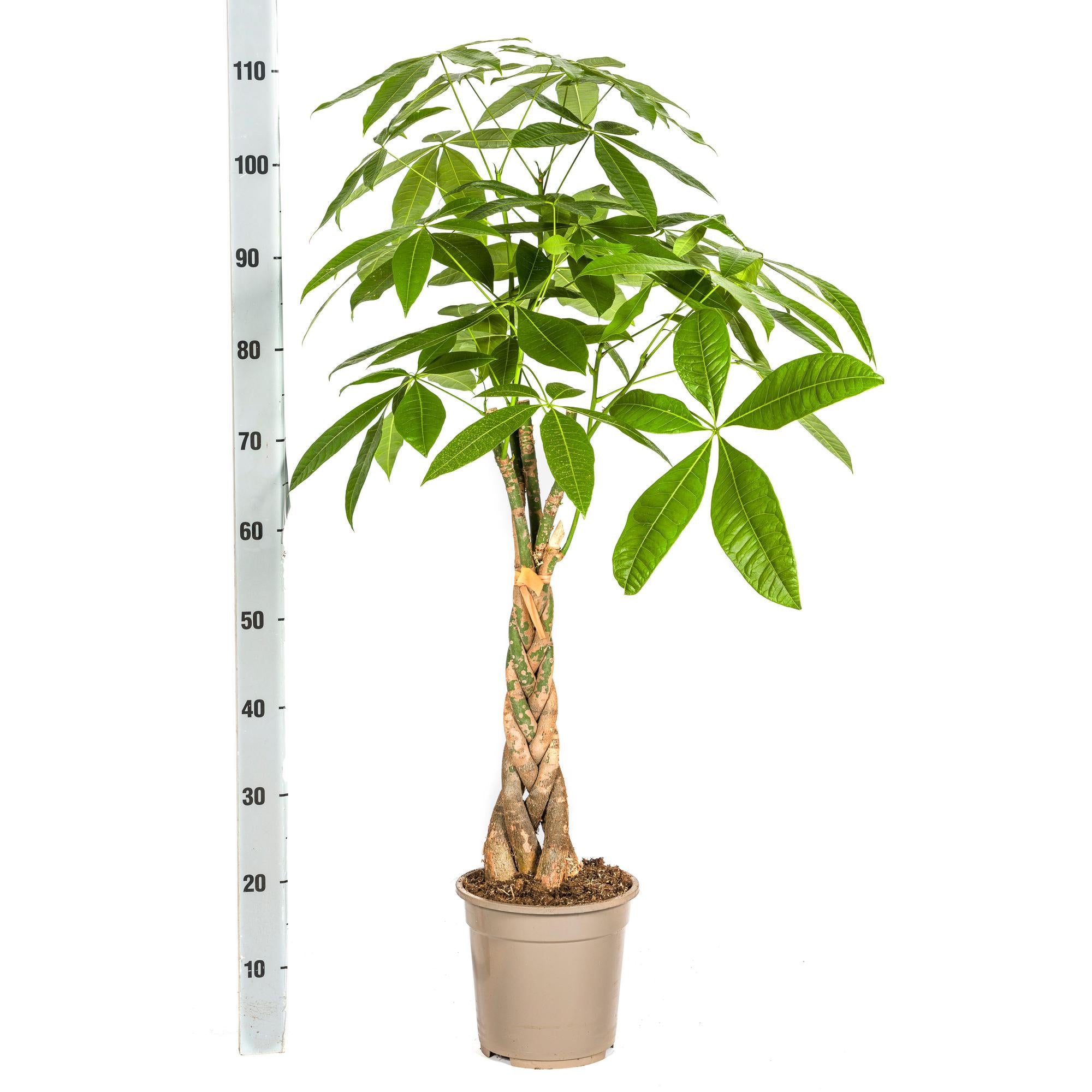 Glückbaum/Geldbaum mit Korb - Pachira Aquatica mit Korb Ø21cm - ↕90 - 110cm